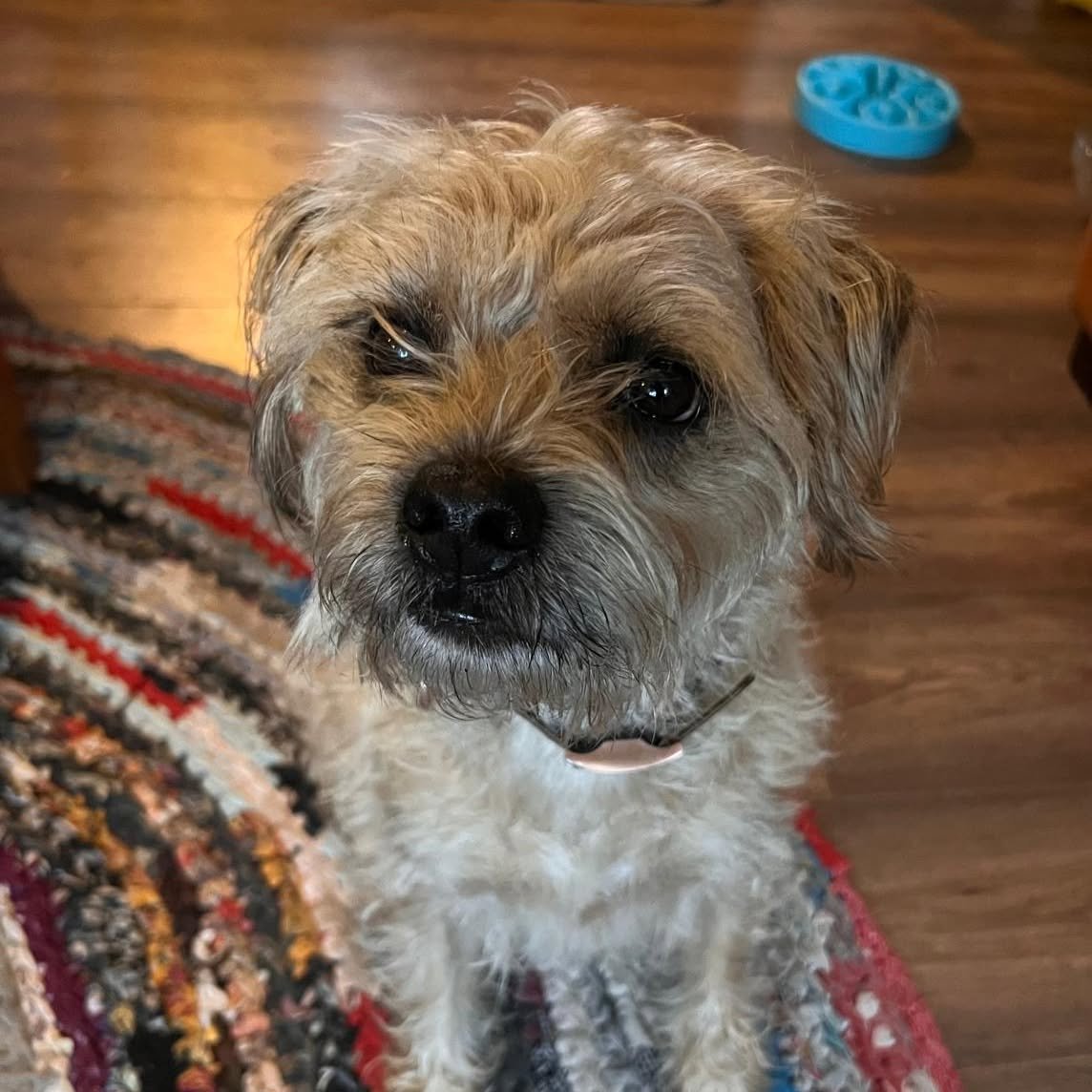 This is gorgeous George. He's got a few things we're chatting to his vet about, and also building his confidence outside on walks so he doesn't need to use his voice quite so much. And he's seriously cute 😍🐾

#borderterriers #borderterriersofinstag