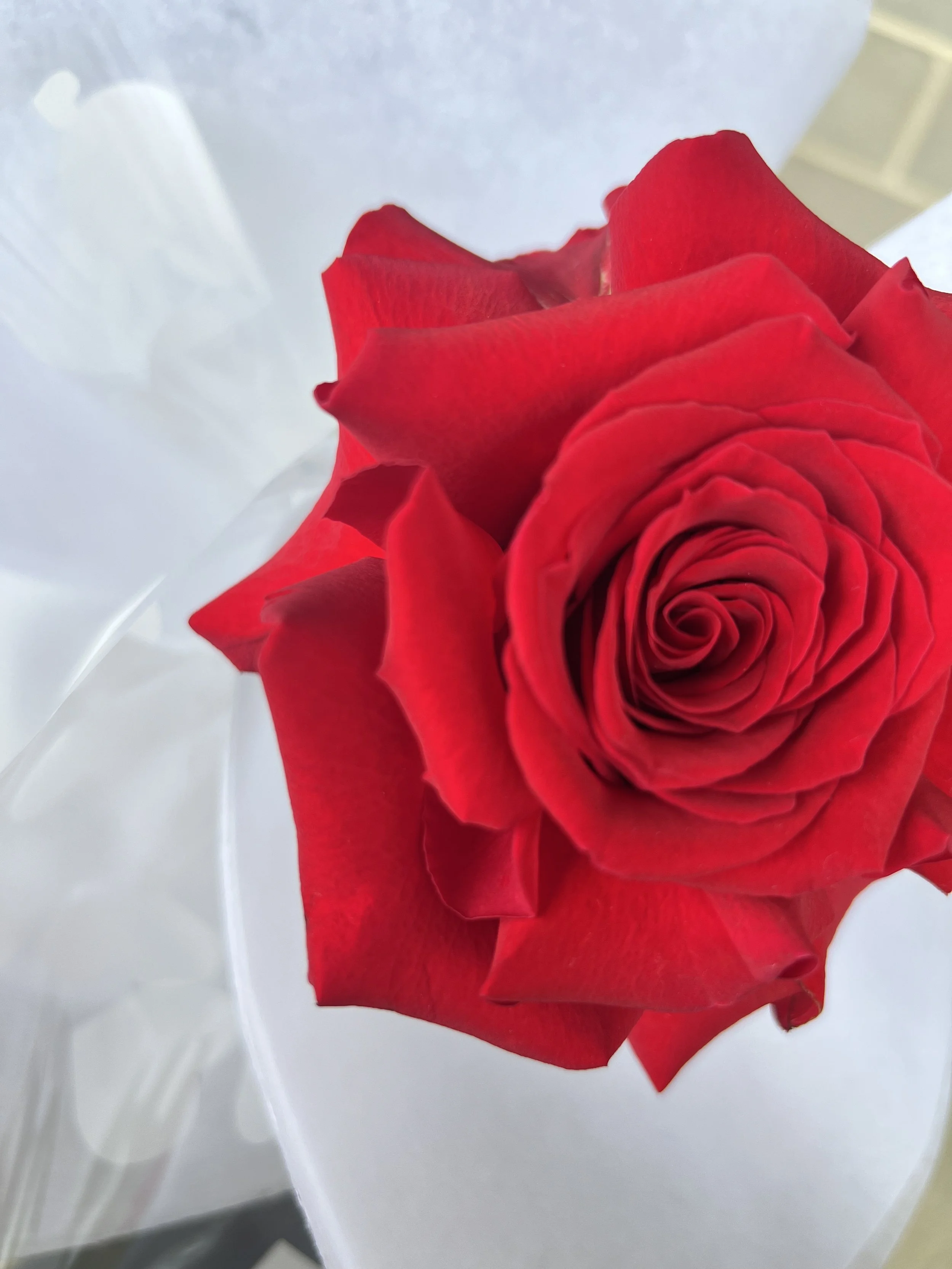 ADORE YOU - SINGLE ROSE 💘VALENTINES DAY PRE ORDER