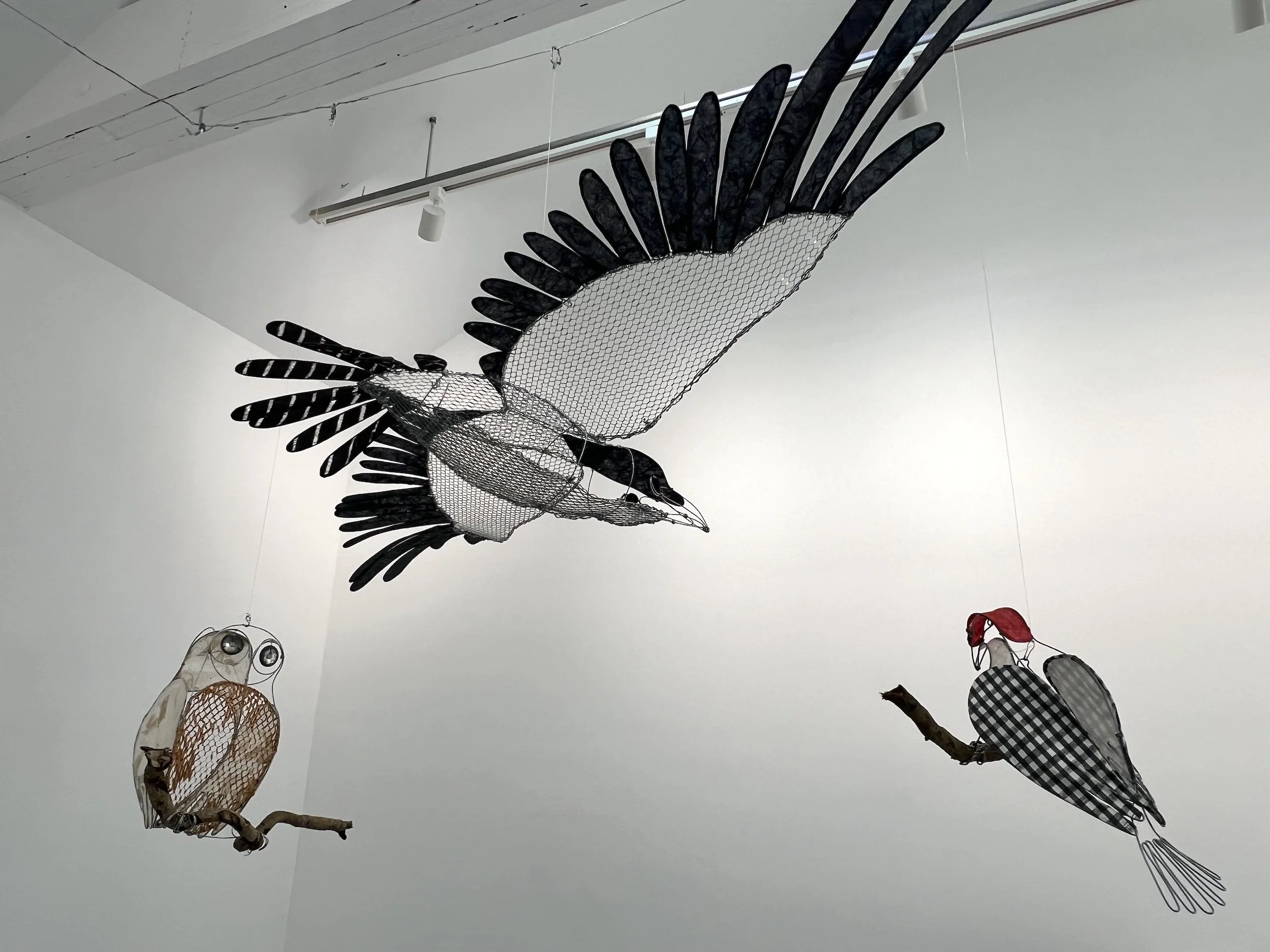 Raven's Flight, Barred Owl, Red-Bellied Woodpecker installation, 2026