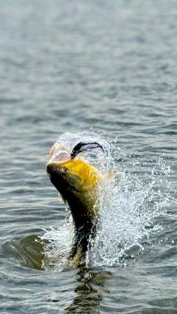 A fish jumping out of the water, creating splashes.