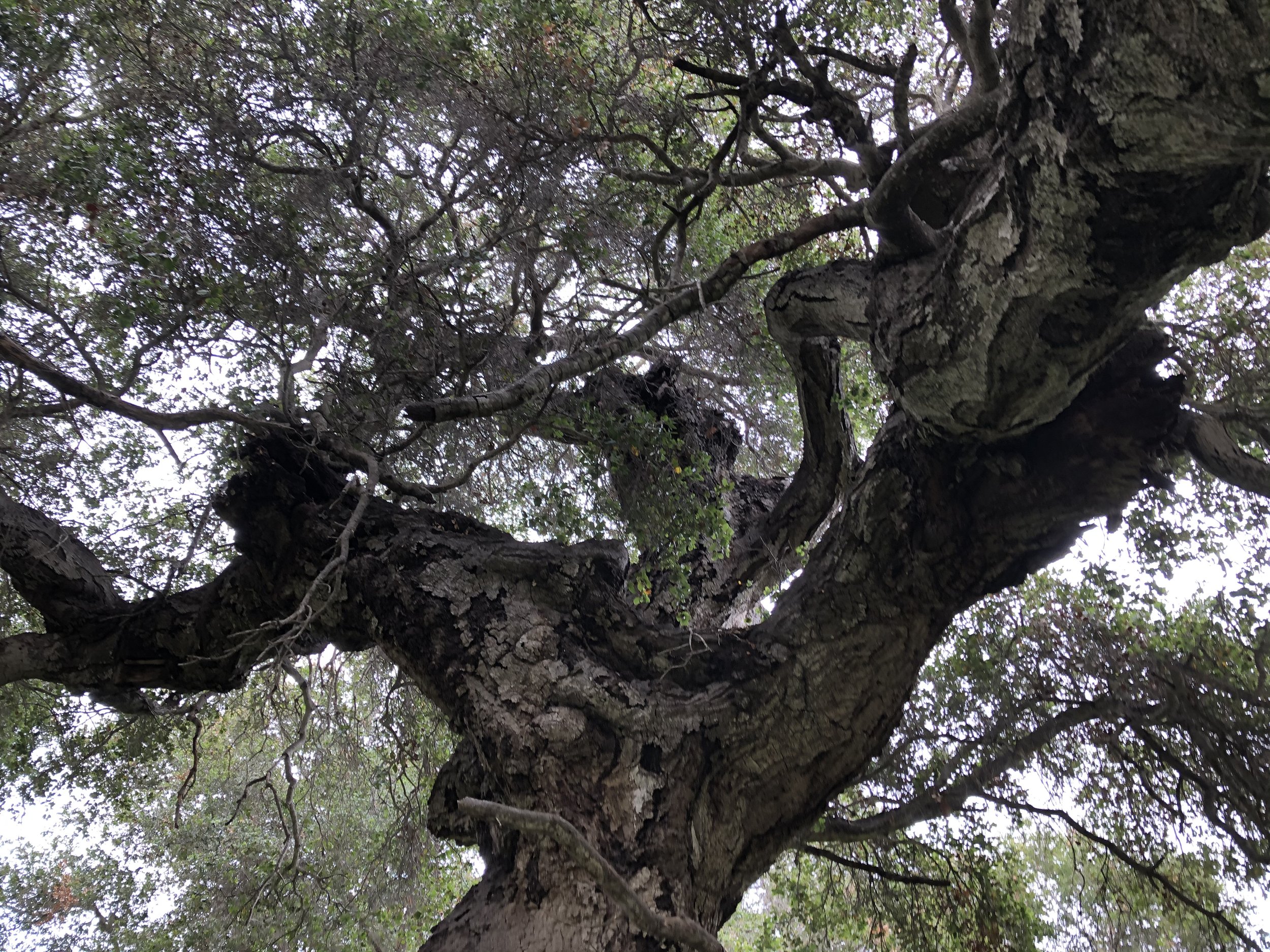 Tree - heart.jpeg