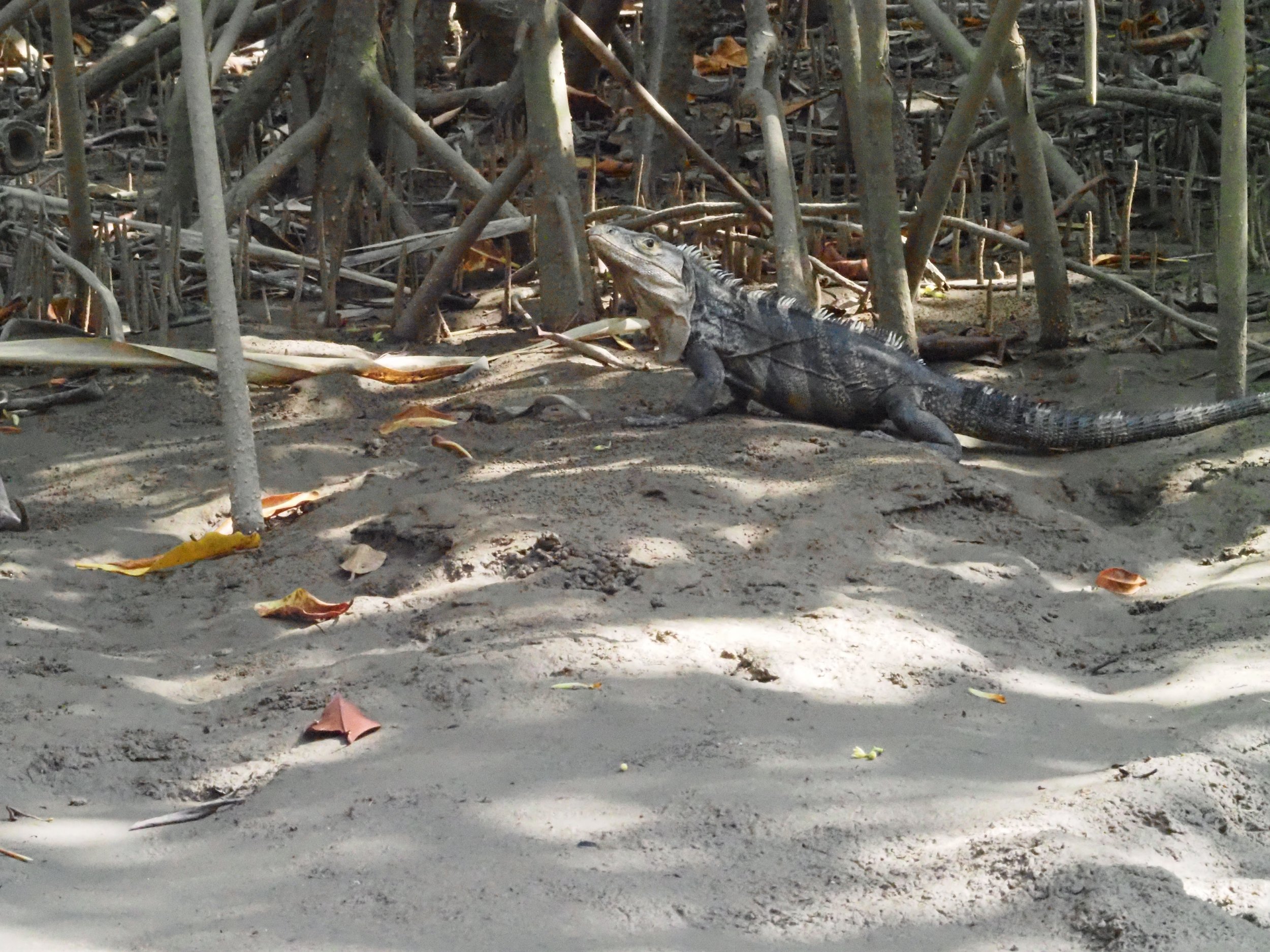 Iguana copy.jpg