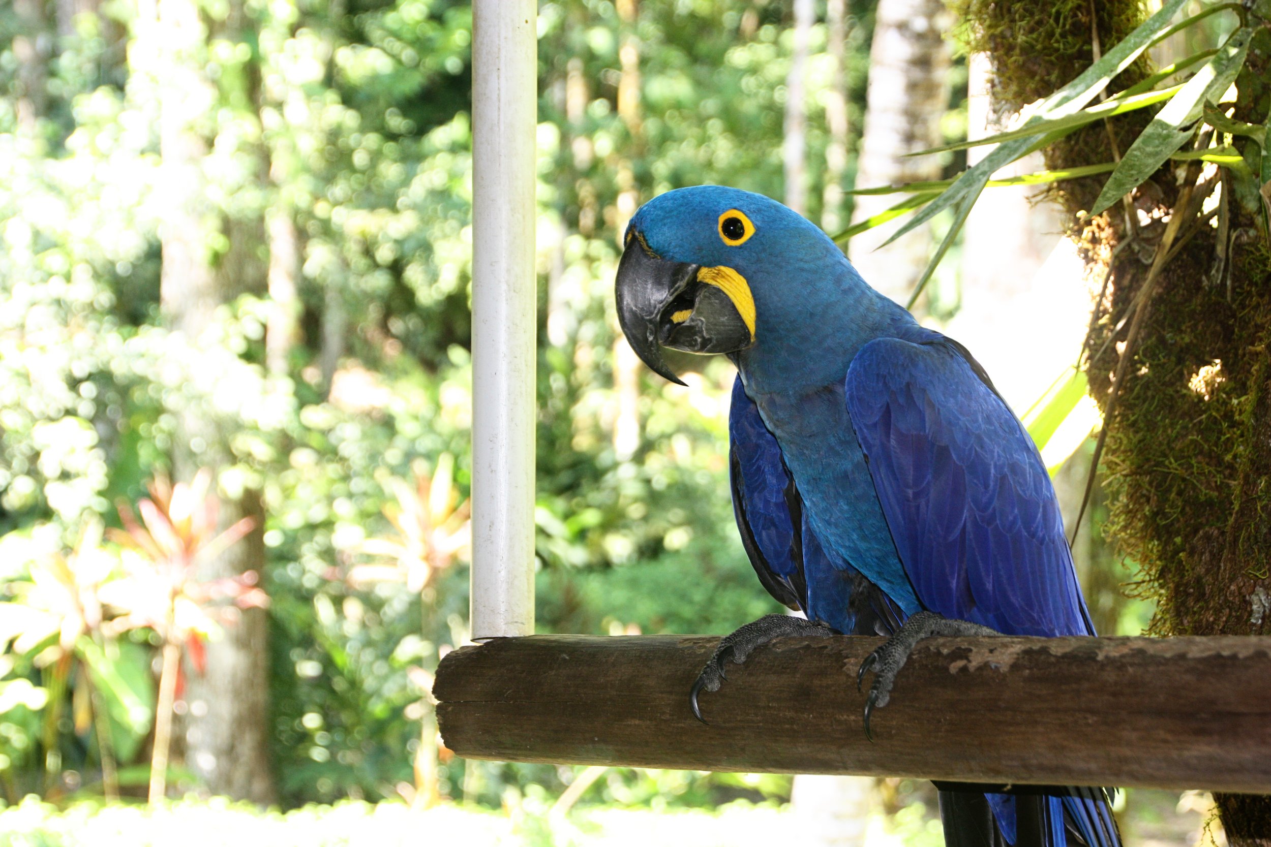 hyacinthmacaw-tj2.jpg