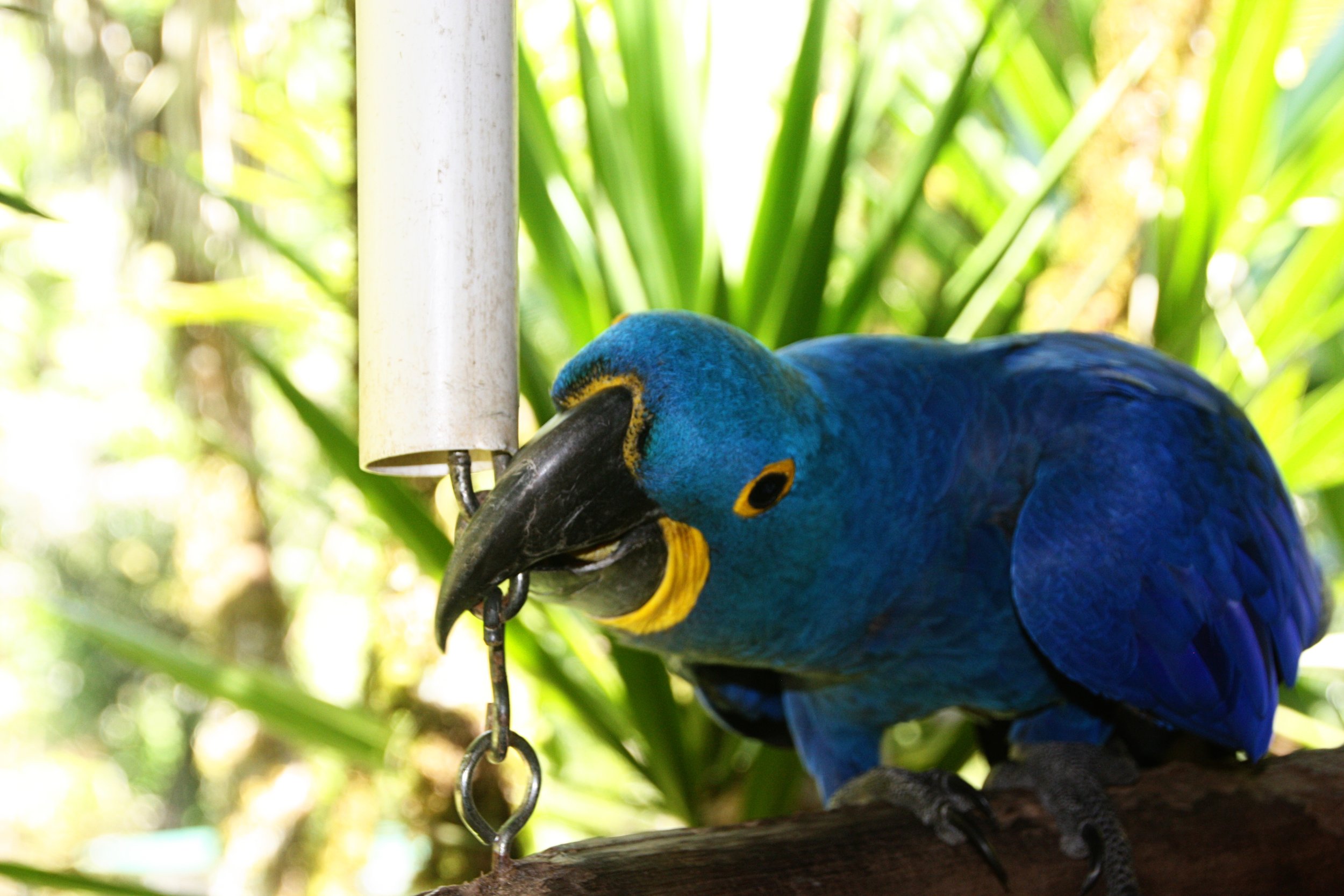 hyacinthmacaw-tj.jpg