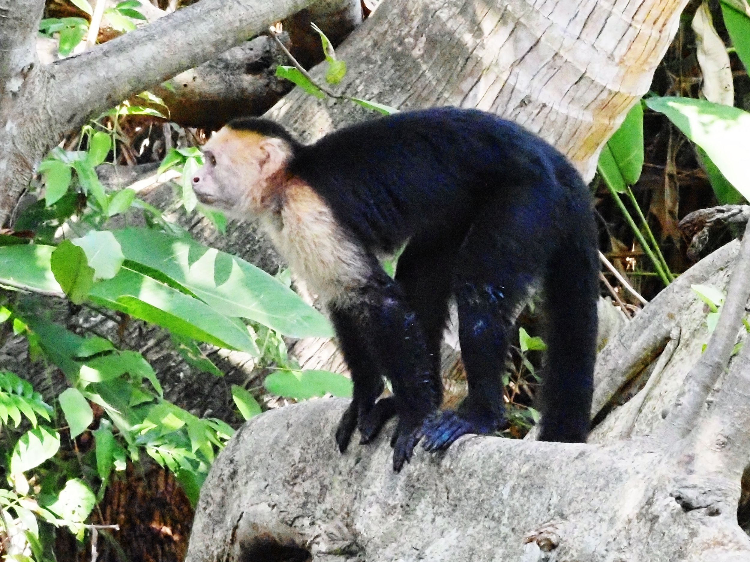 monkey.jpg