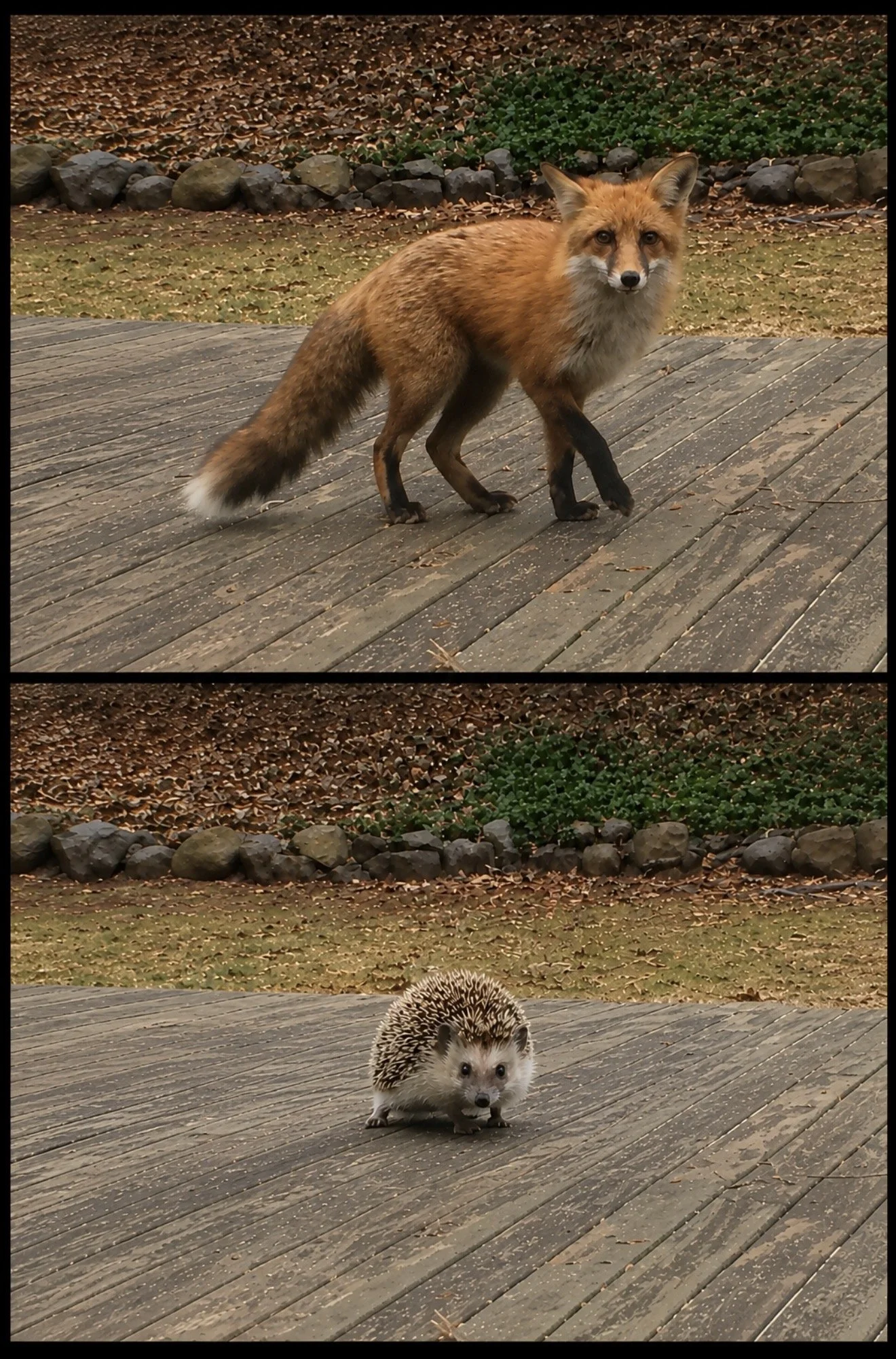 The Fox and The Hedgehog