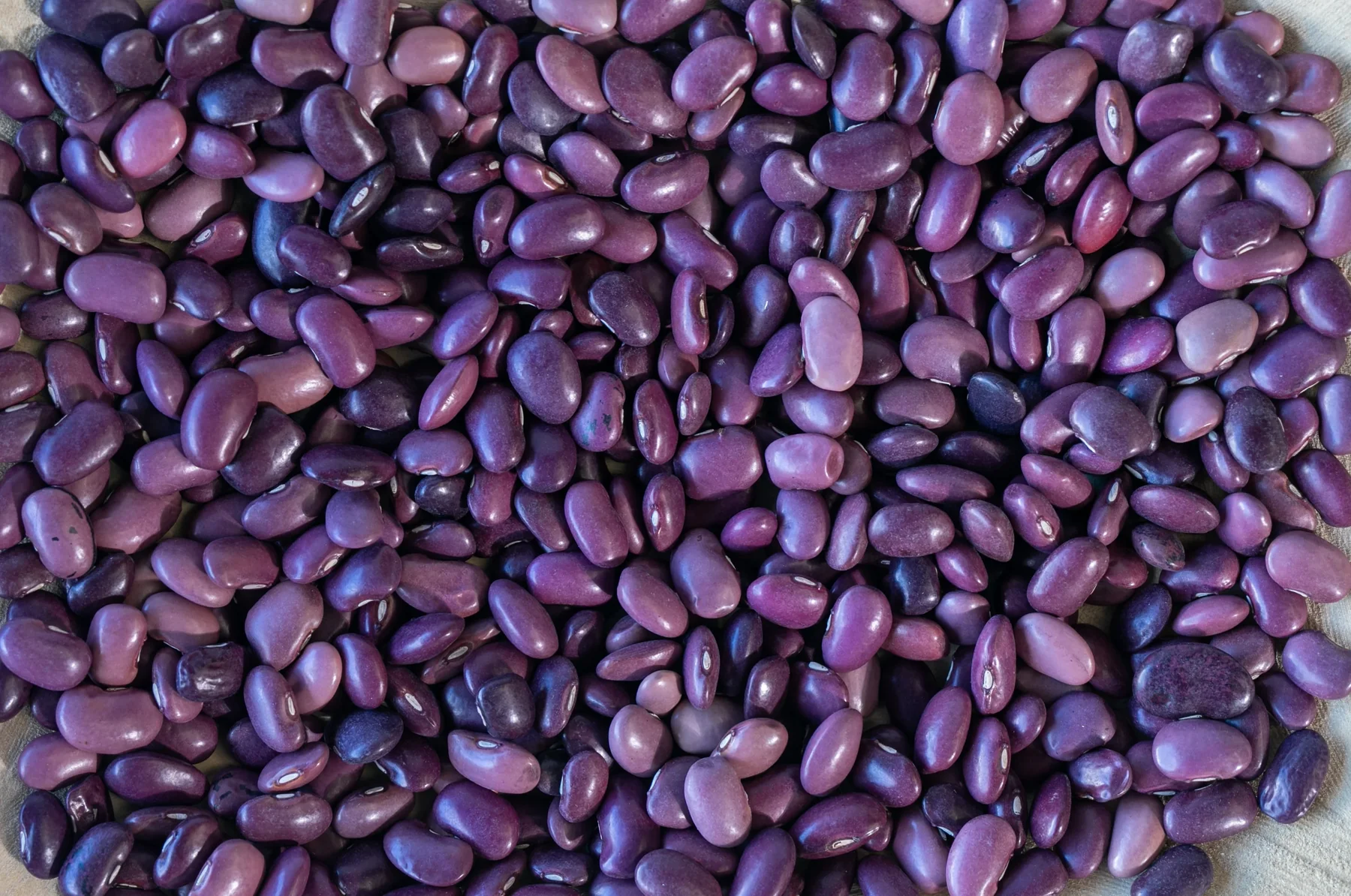Ayocote-Morado-bean-2.png
