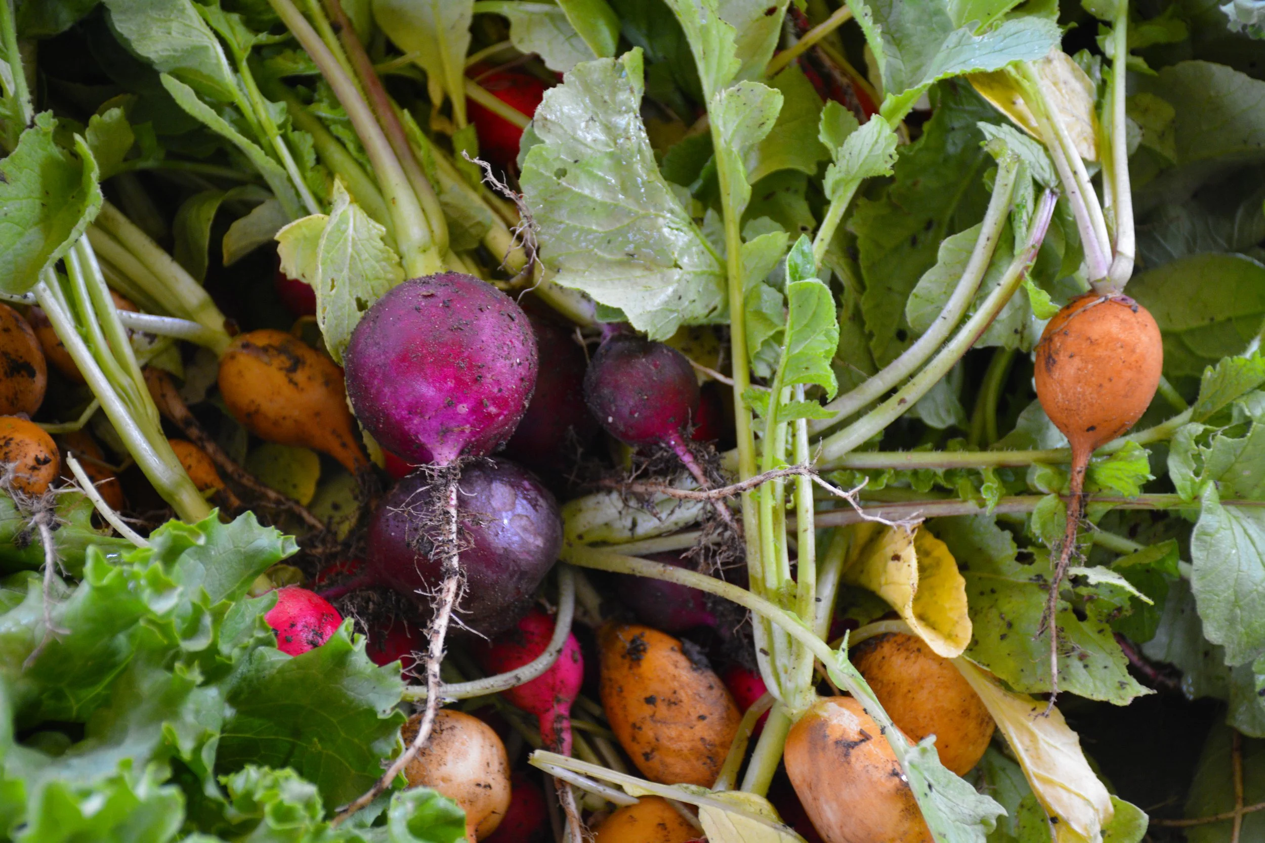 national gardening week.JPG