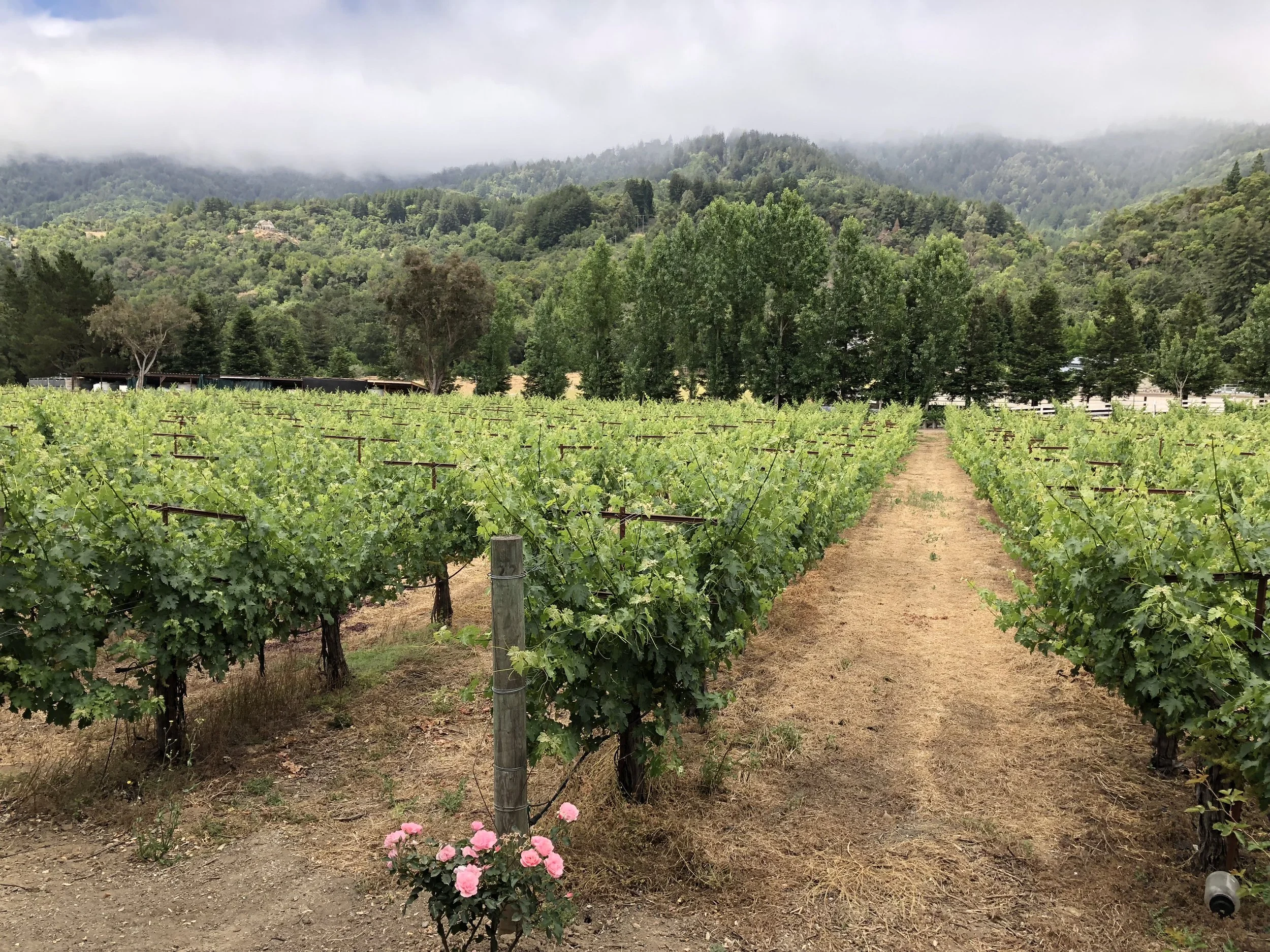 Farming with Intention. How We Care for Our Estate Vineyards