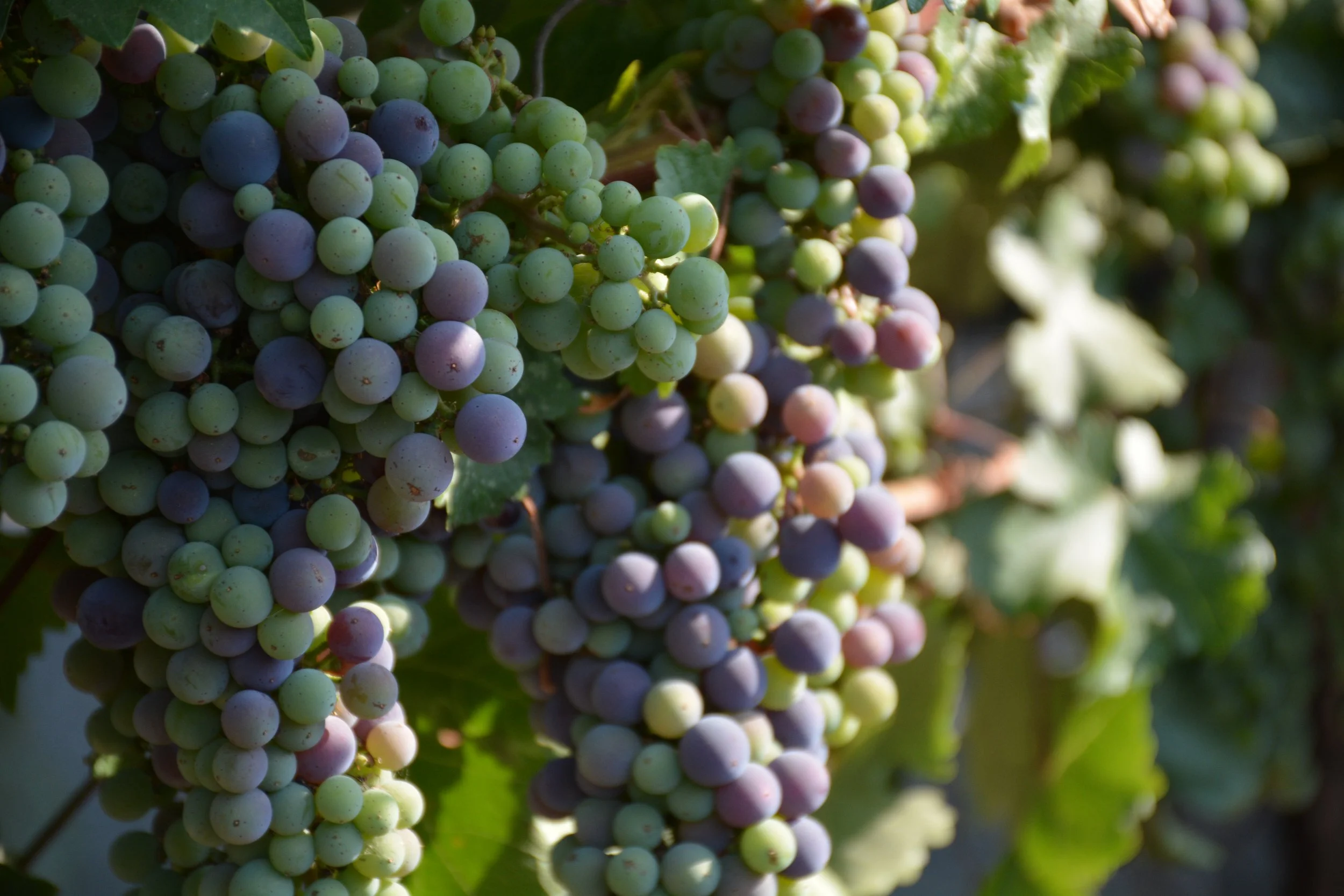 Getting Ready for Harvest