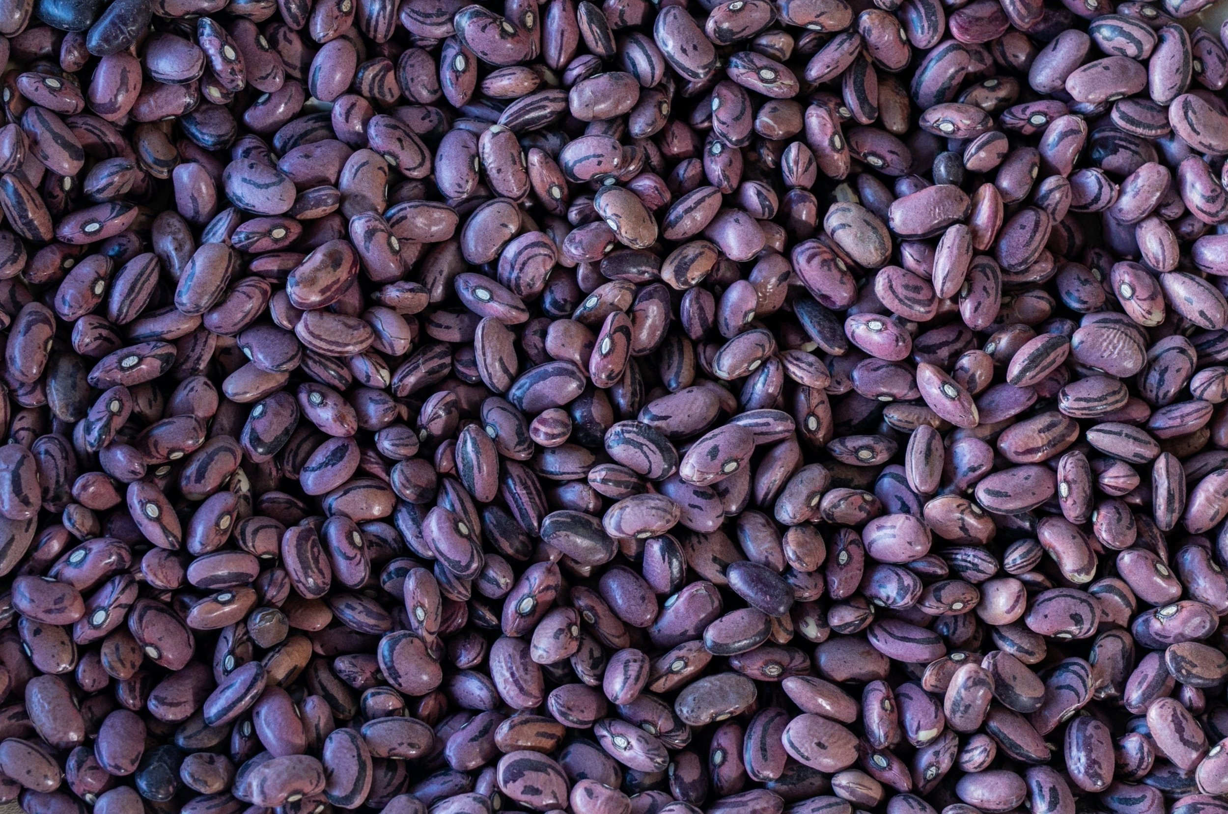 Rio Zape Beans-1.jpg