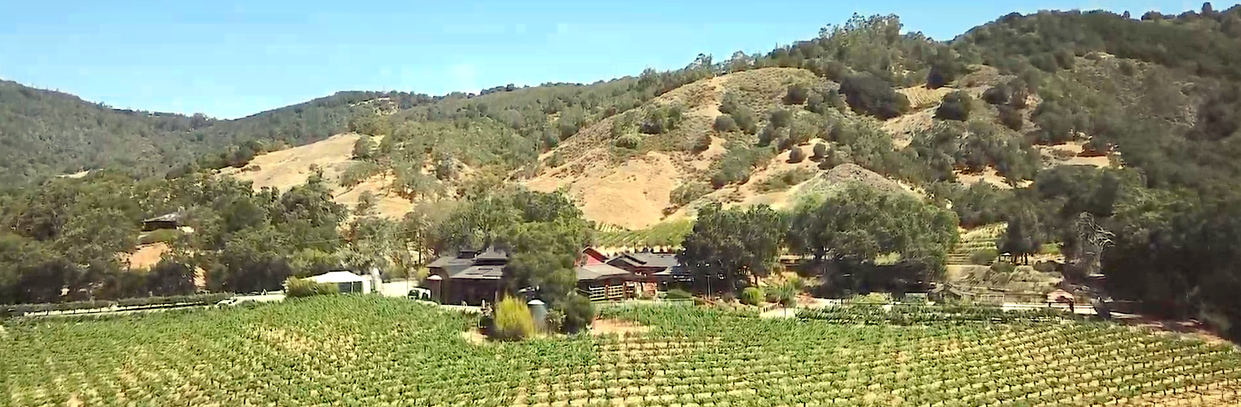 Hilly grape vineyard with scattered trees and a few buildings under a clear blue sky.