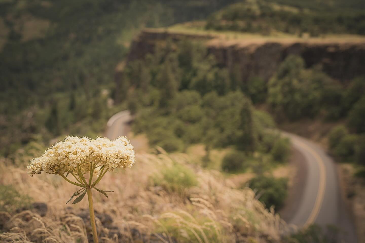 🌾🌾🌾