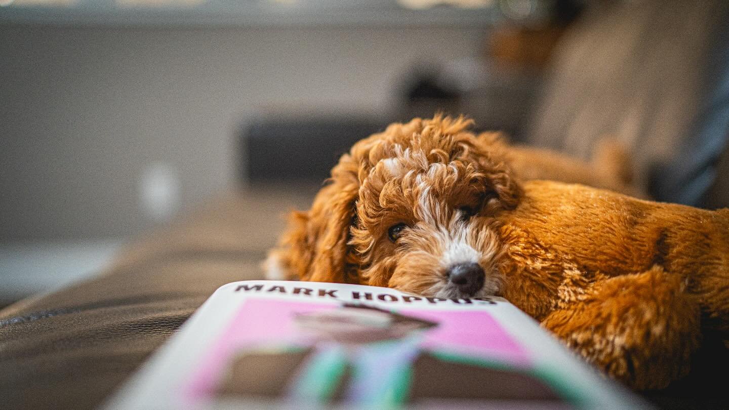 Winnie puts the digest in Readers Digest