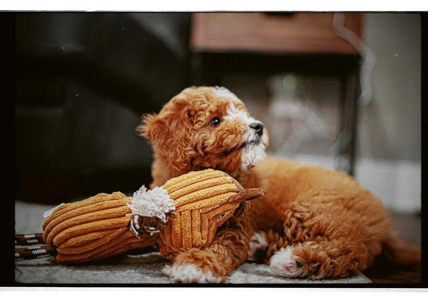 First day home 🐶 Winnie with her horse toy watching the Belmont Stakes