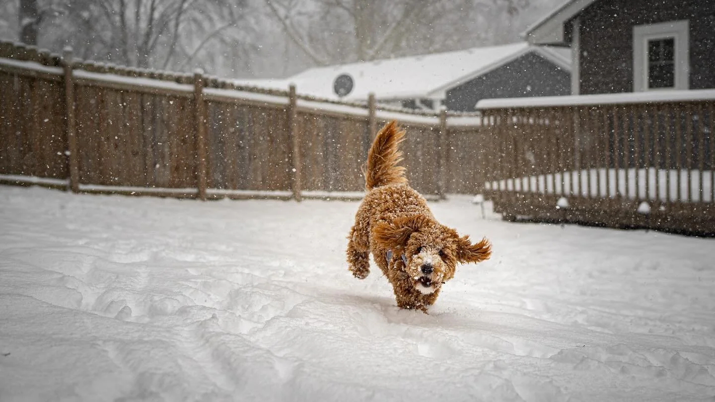 &ldquo;I wuv snow&rdquo; 🐶🌨️ @emilyclaggy