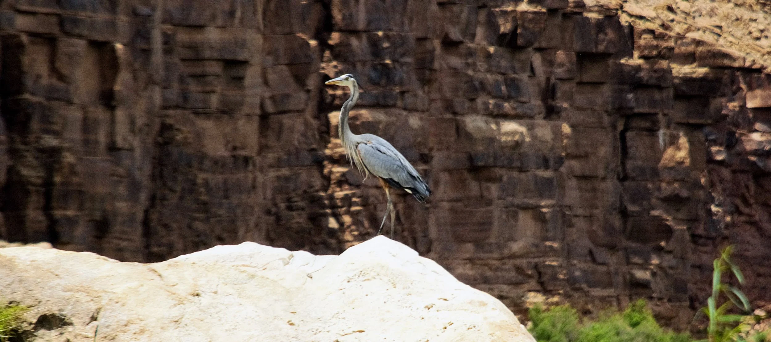 Herons call the canyon home