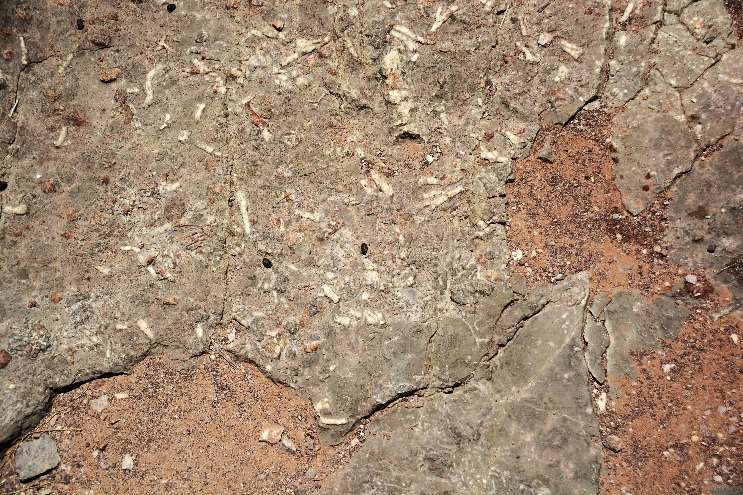 Fossils