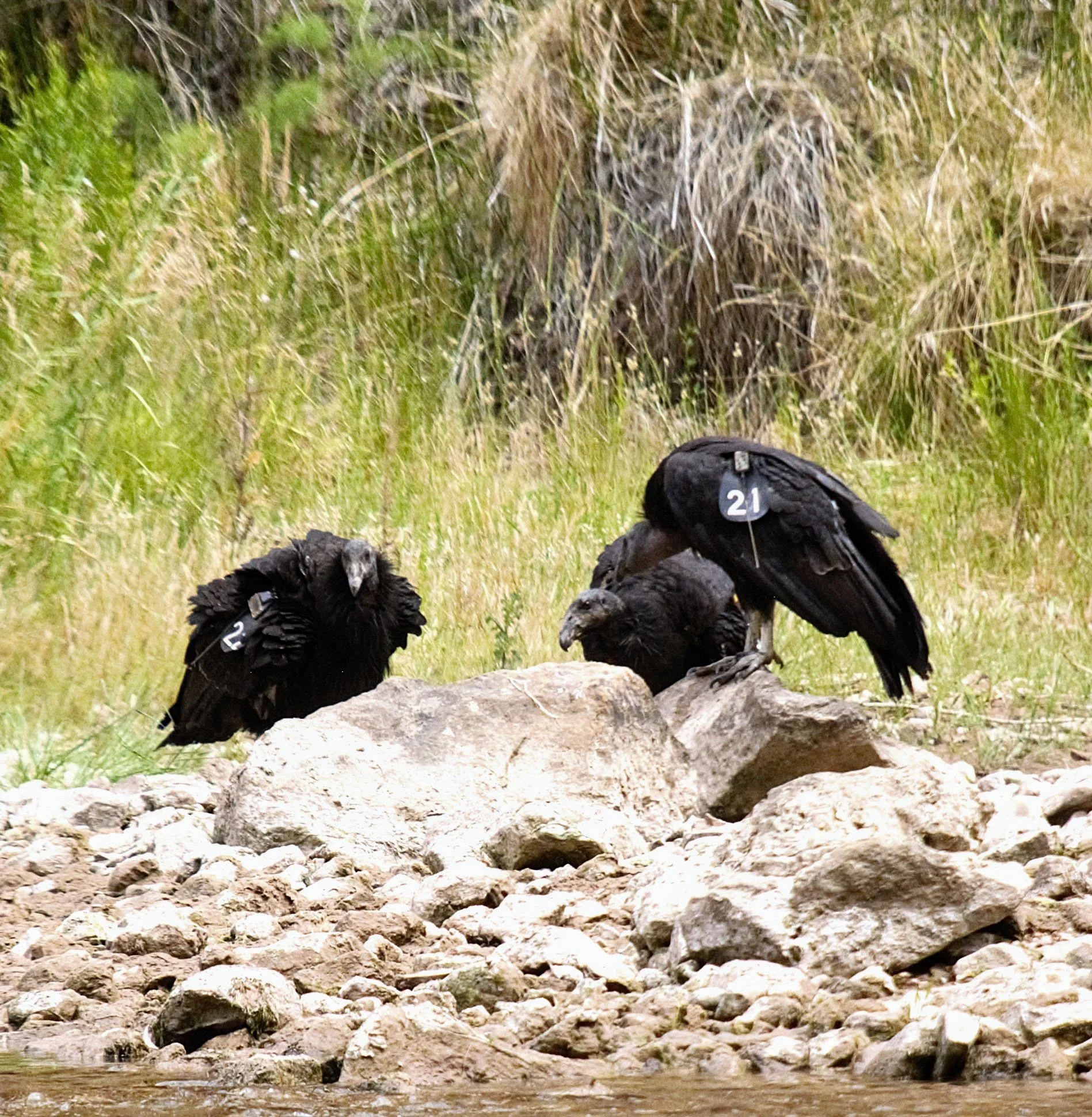 Condors