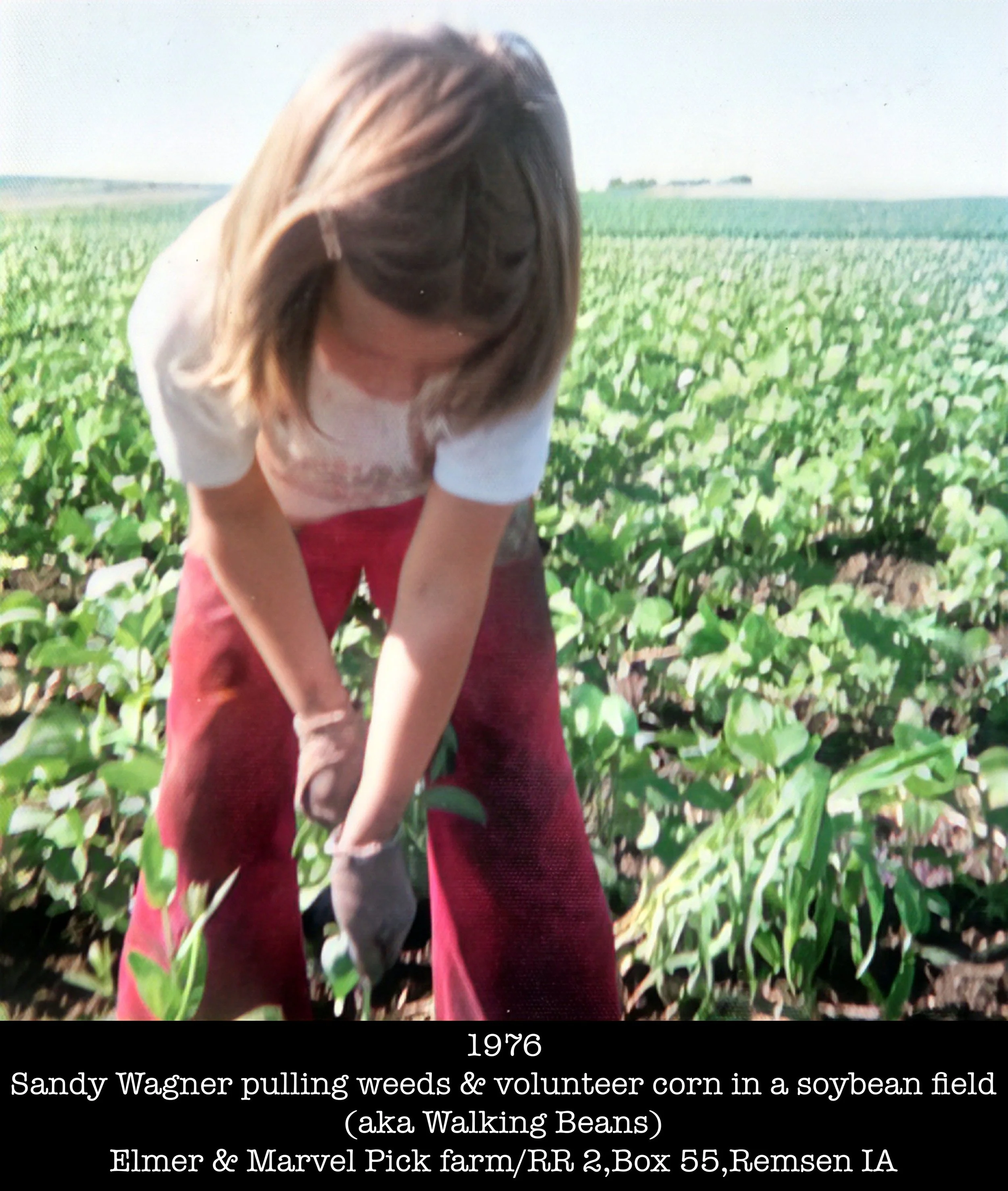 1976 Walking Beans Sandy Remsen Pick farm FINAL 8 28 2025 w label (1).jpg