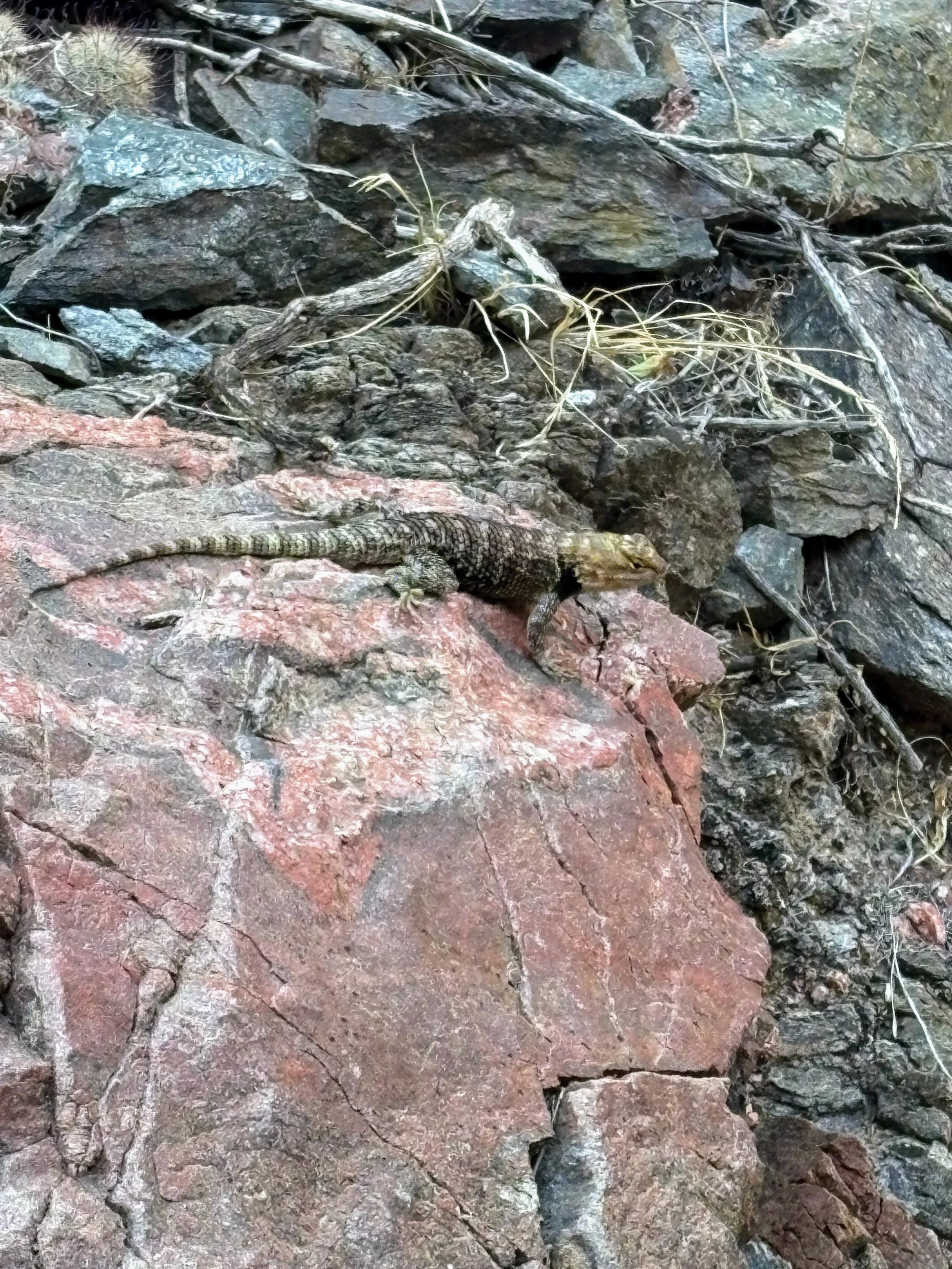Morning visitor