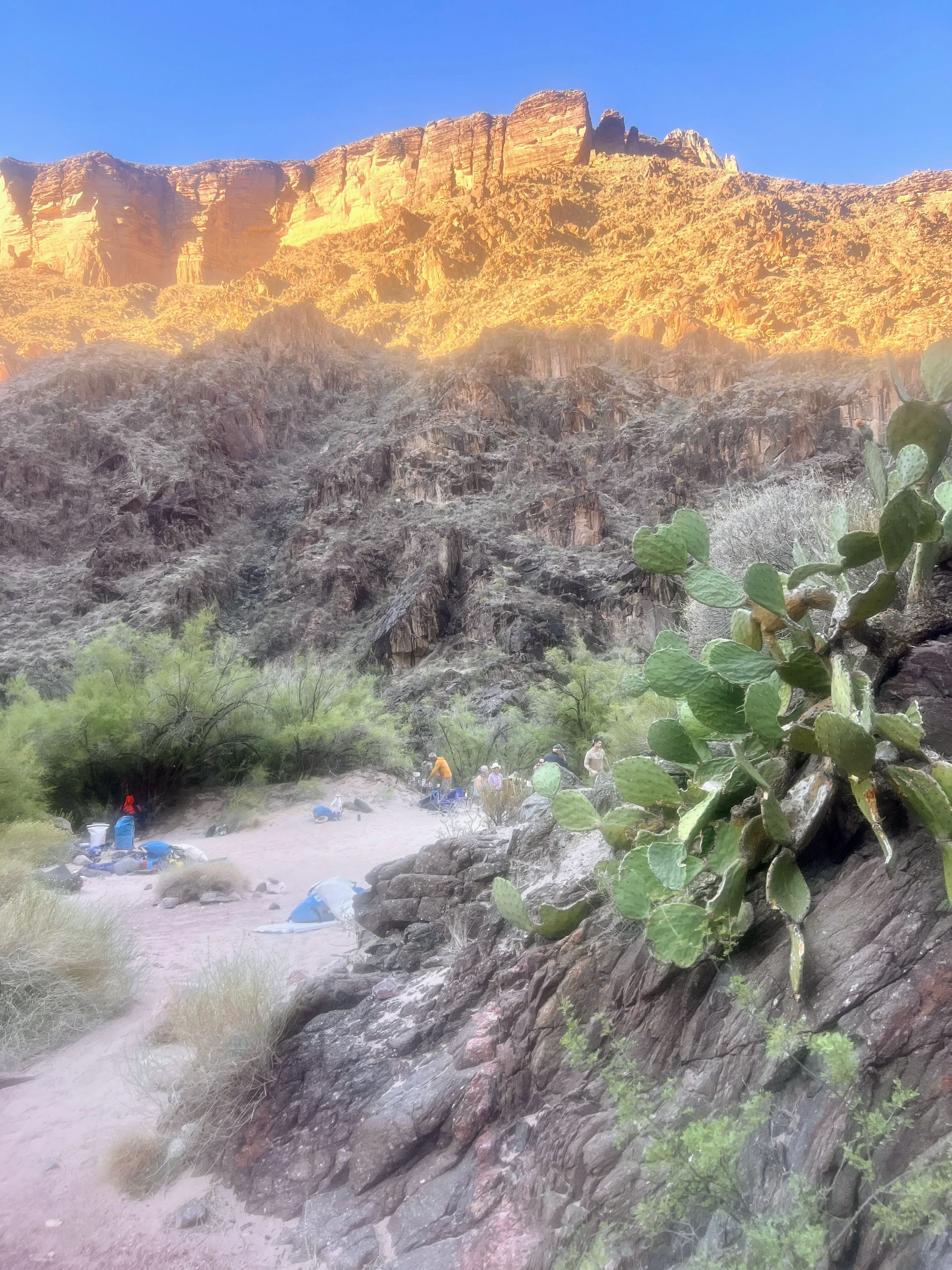 Cactus abound