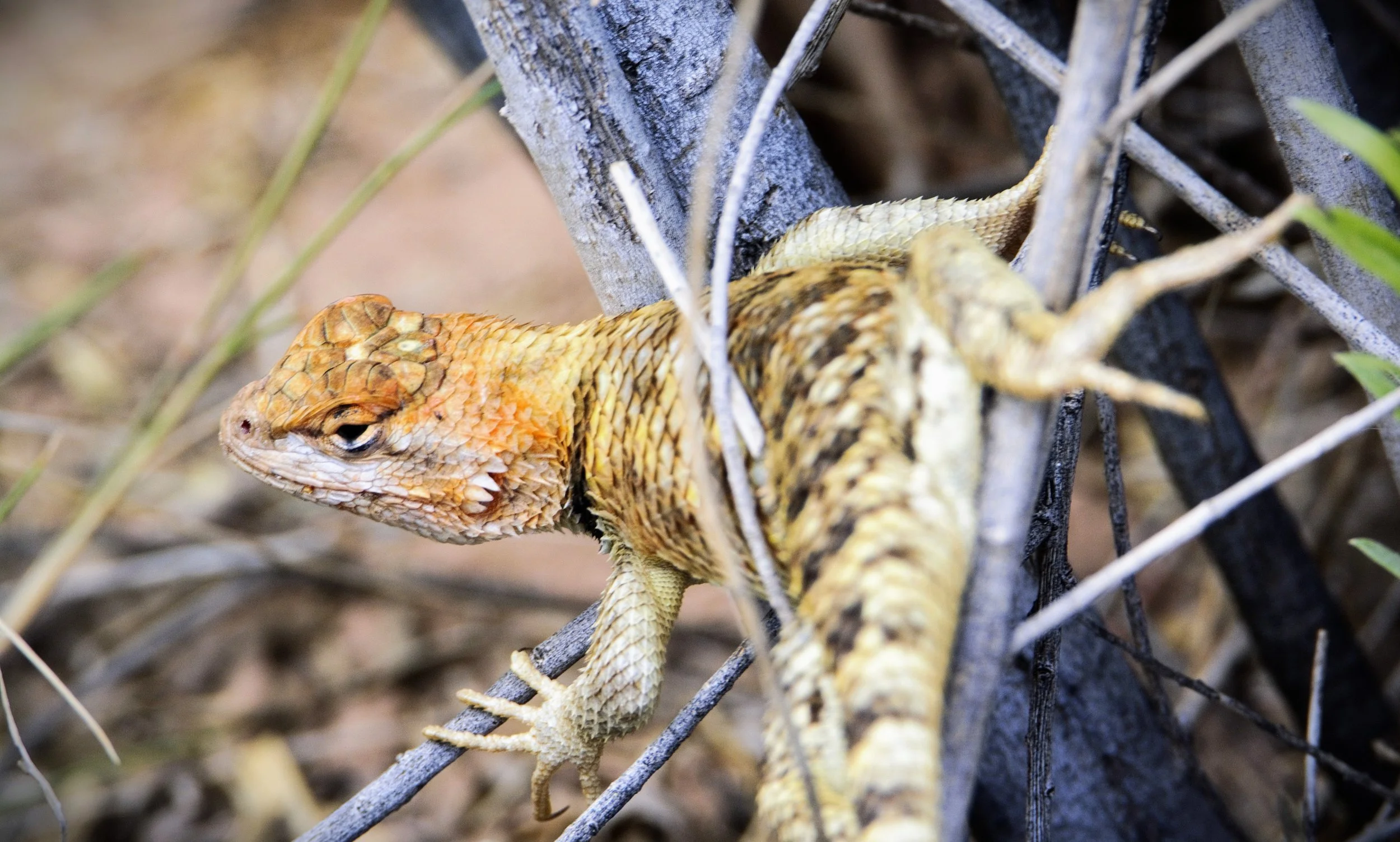 Lizards everywhere