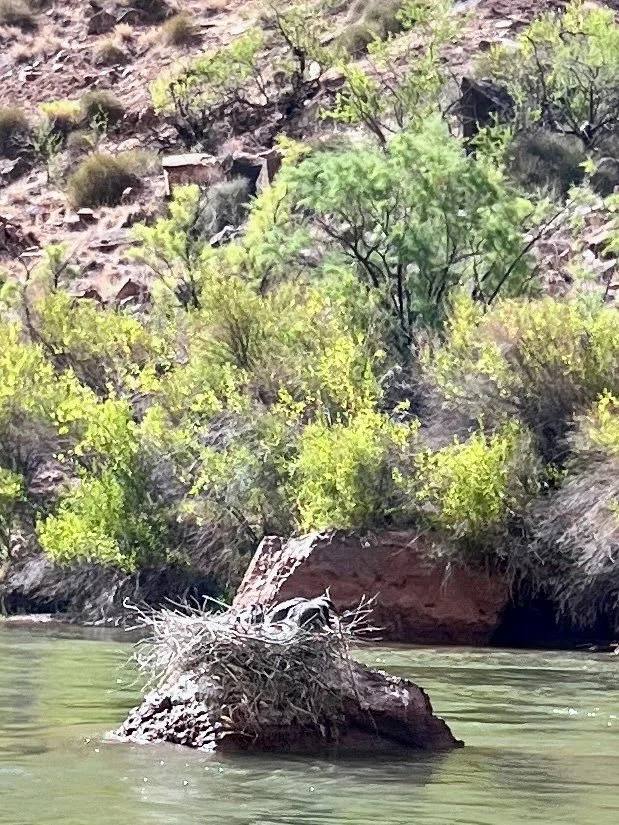 Herons