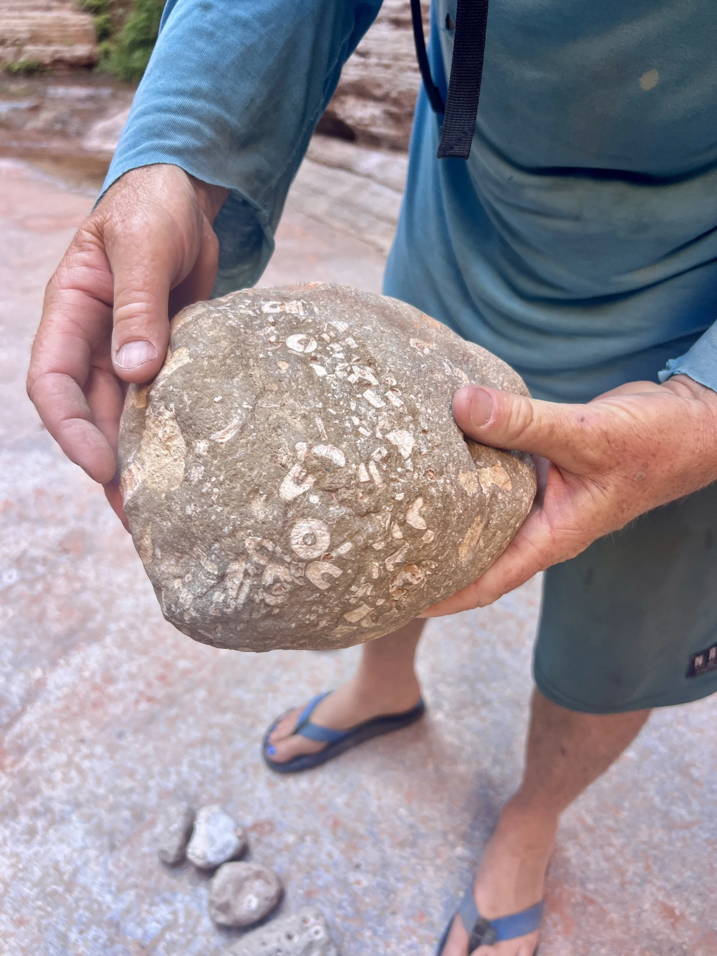 Fossil findings