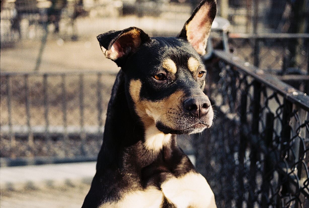 Friends on Film // selects from roll 1 

#filmphotography #adobelightroomcc #adobecc #lightleak #nikonphotography #fujifilm #fujifilm200