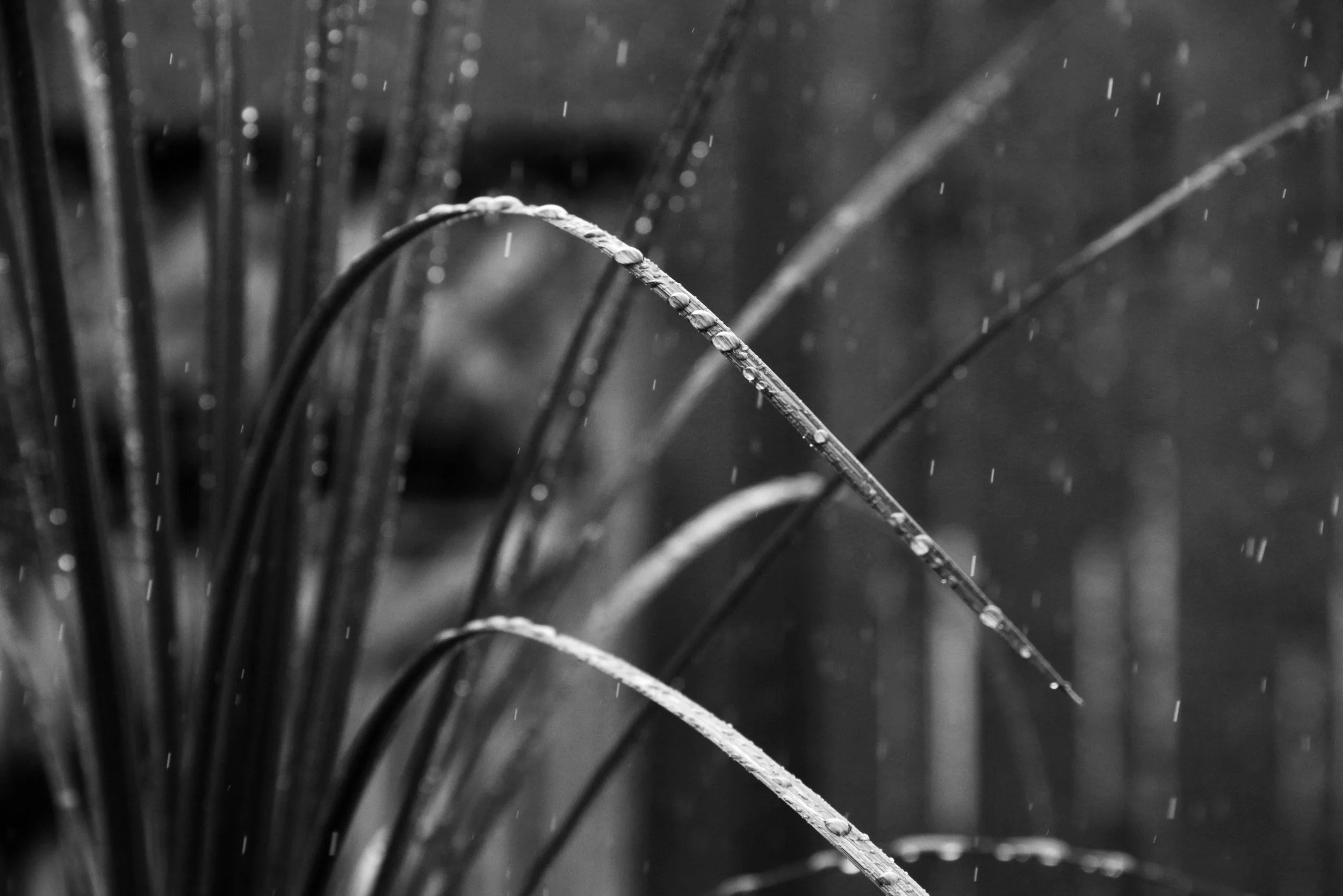 IMG_8511bw.jpg