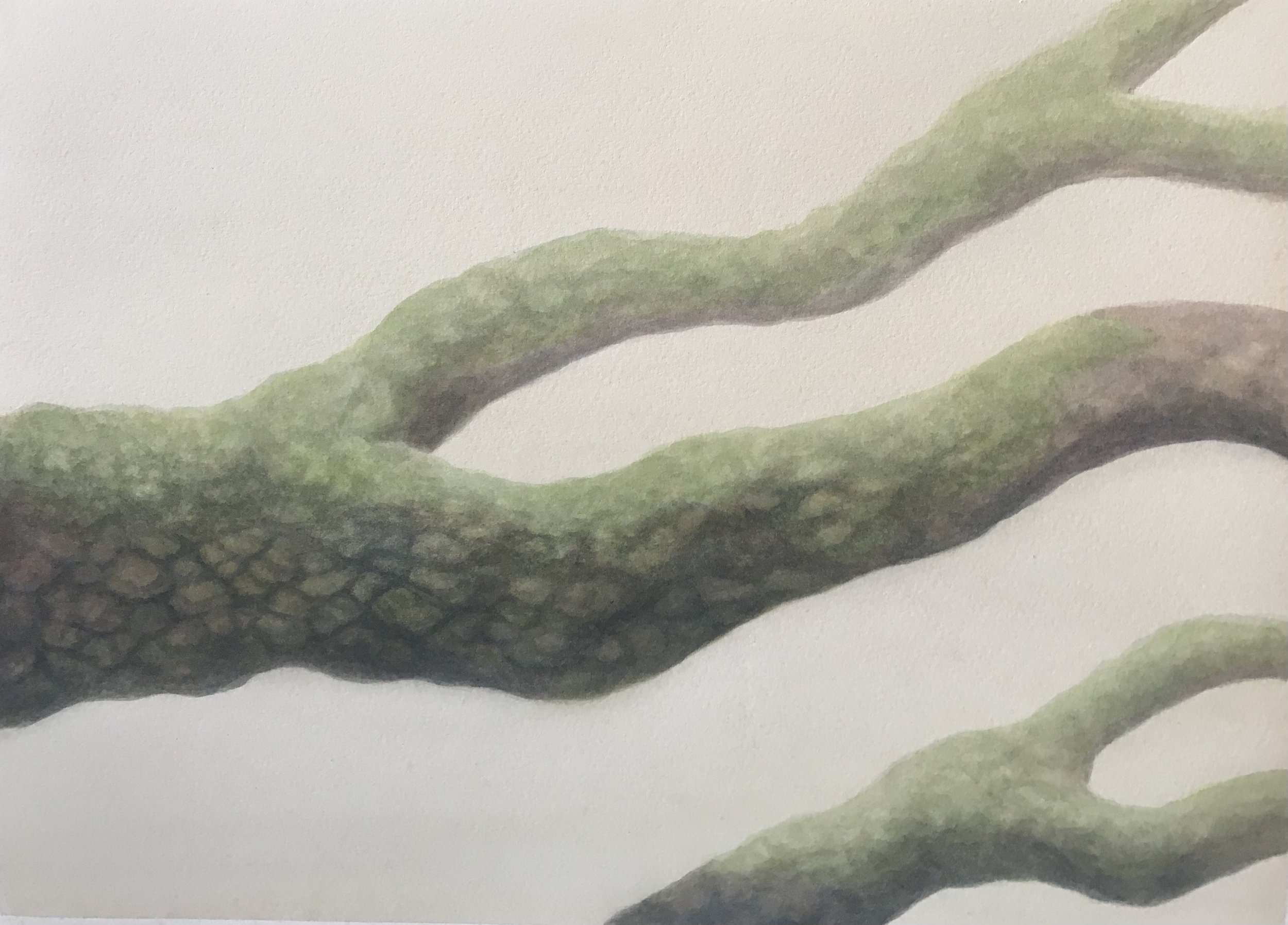I painted this image as a memory of walking in our beautiful forests.
