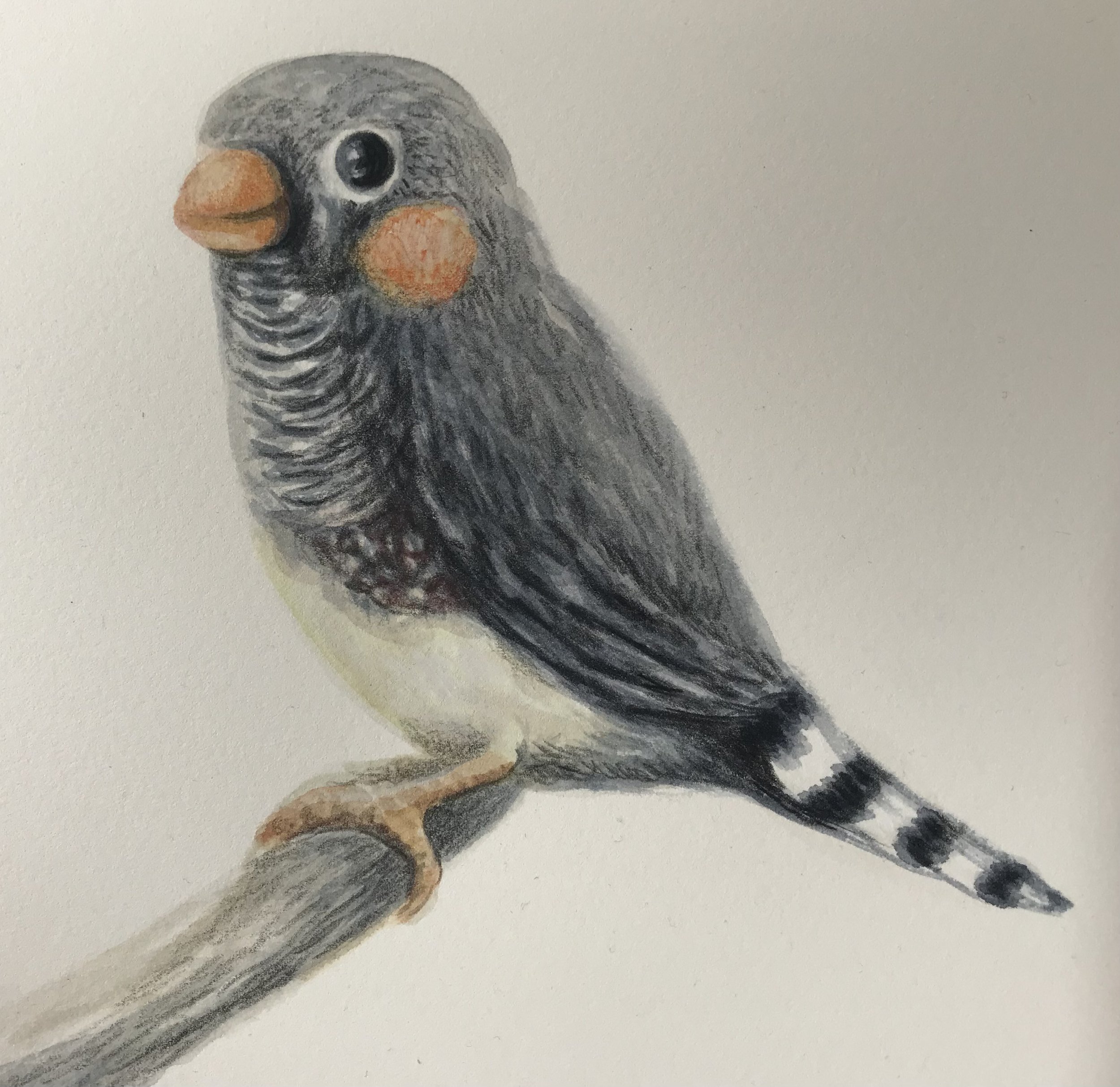 I completed this painting of a zebra finch today.