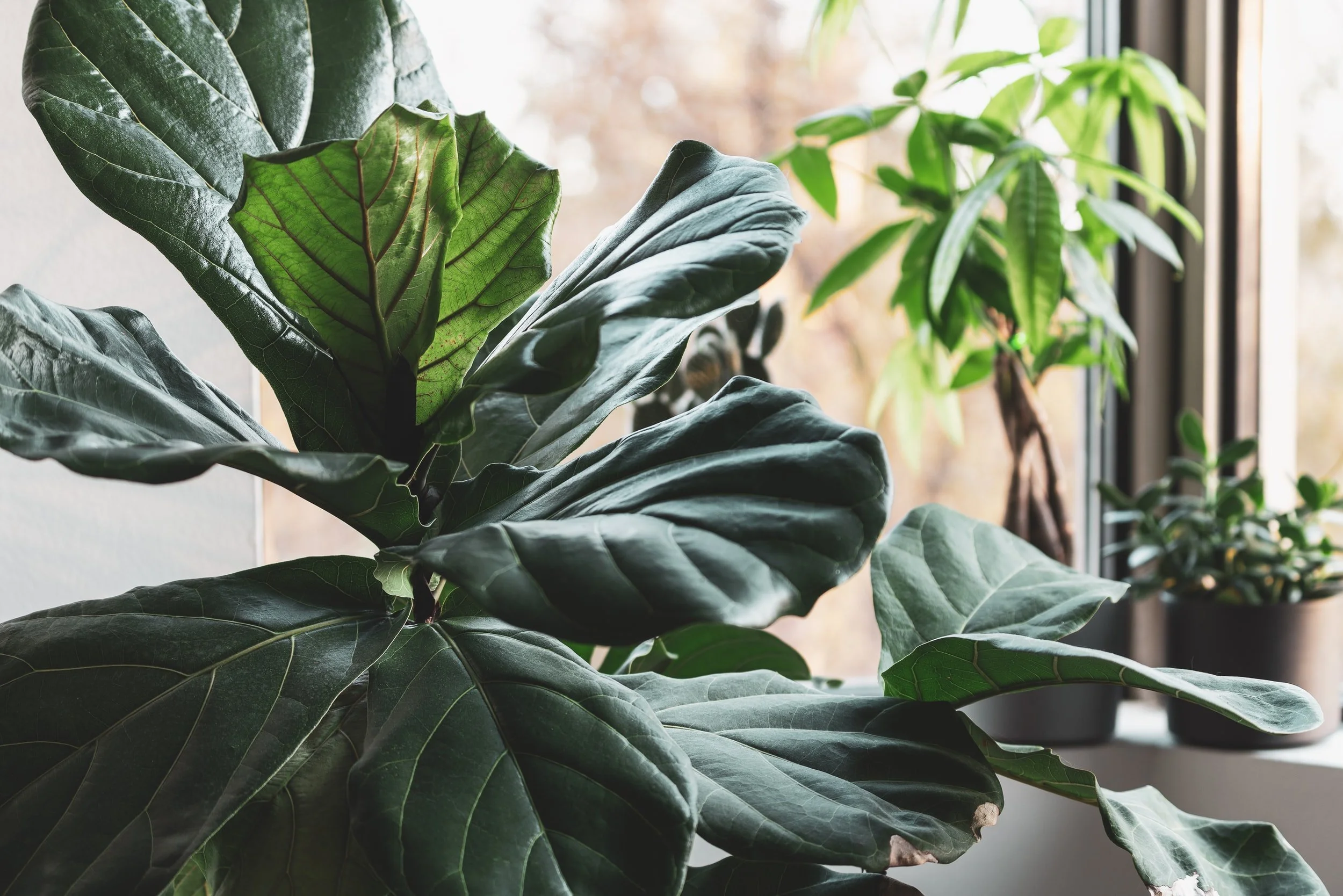 Caring for a Fiddle Leaf Fig