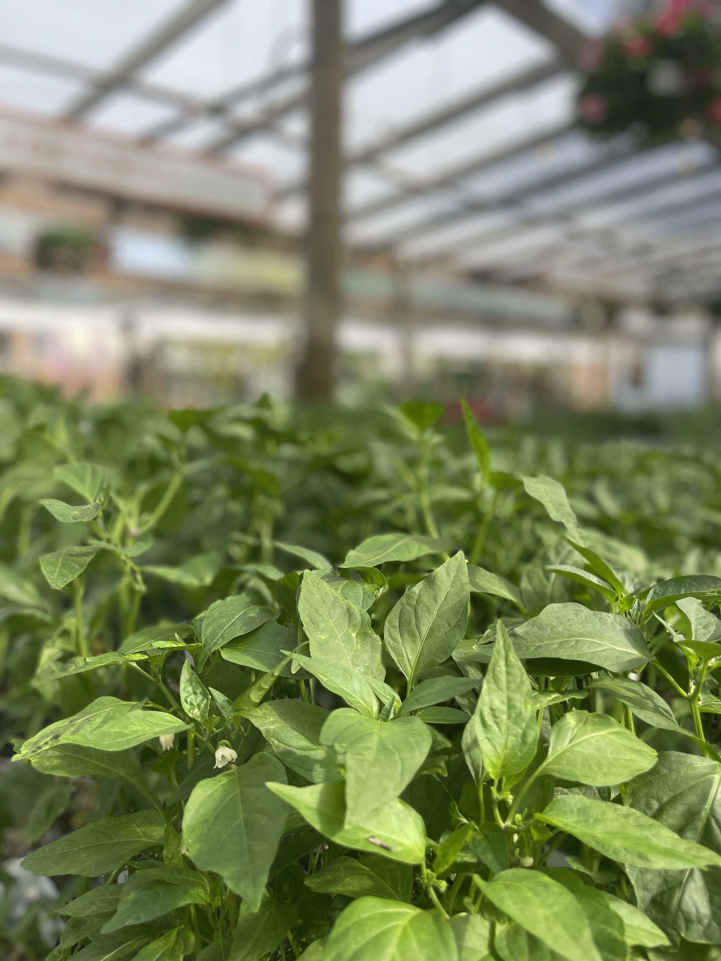 Tips for summer planting