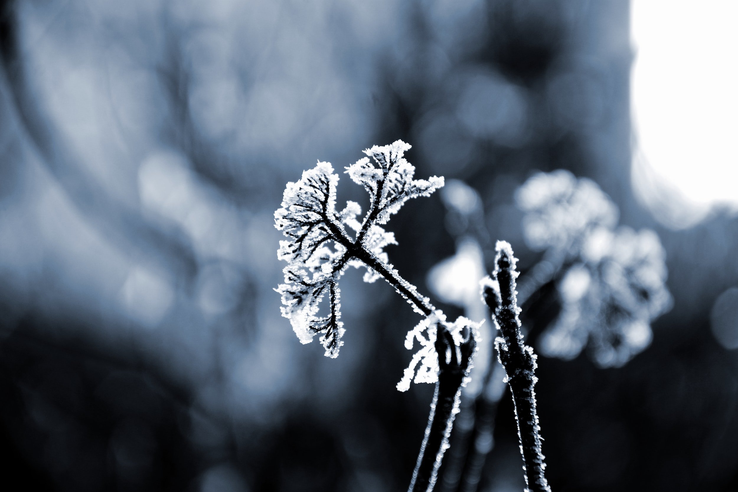 Getting your landscape ready for the cold…