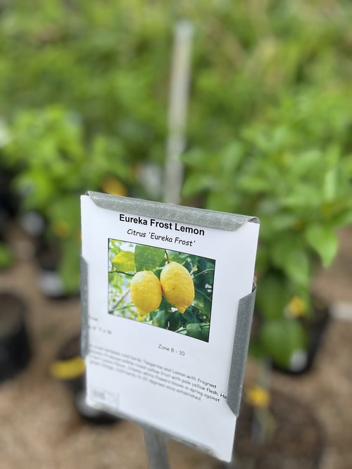 Citrus in Austin