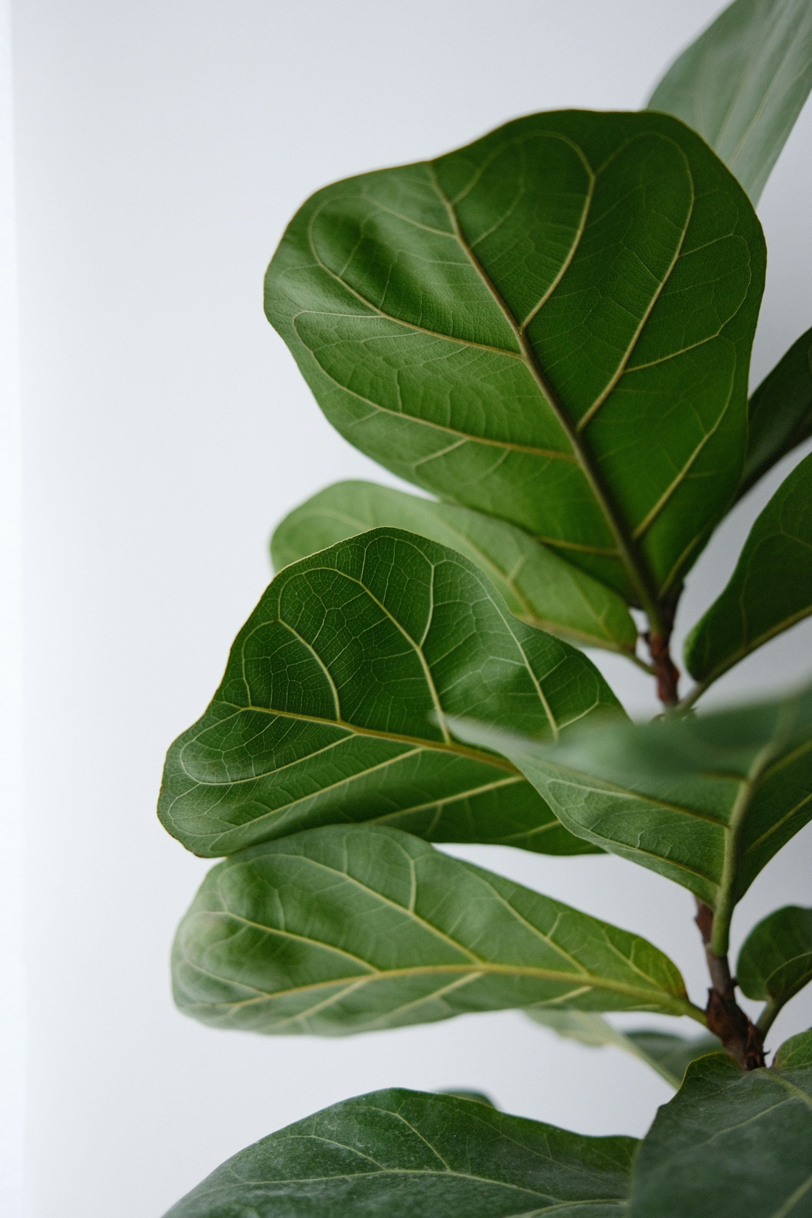 Caring for Your Fiddle Leaf Fig When Leaves Drop