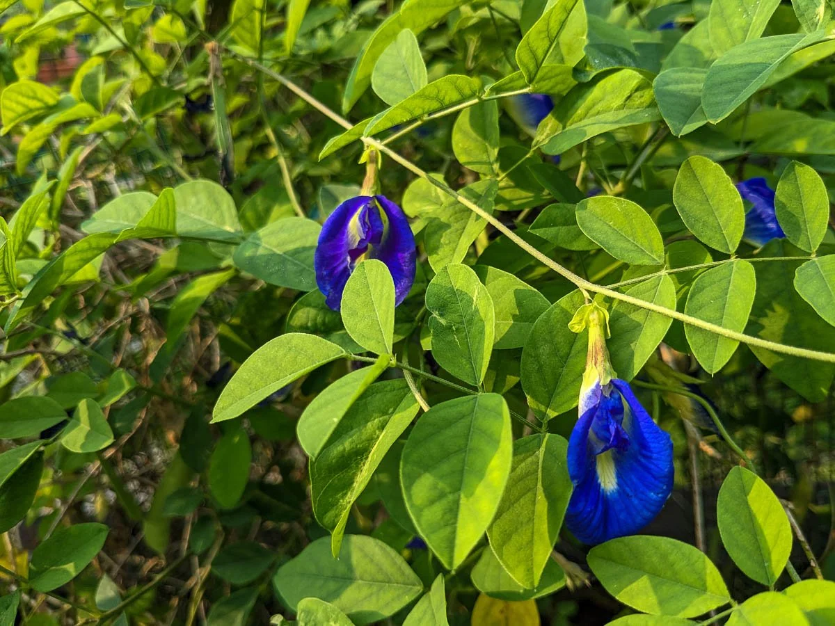 This Might Be the Most Unexpected Plant You Grow this Year…