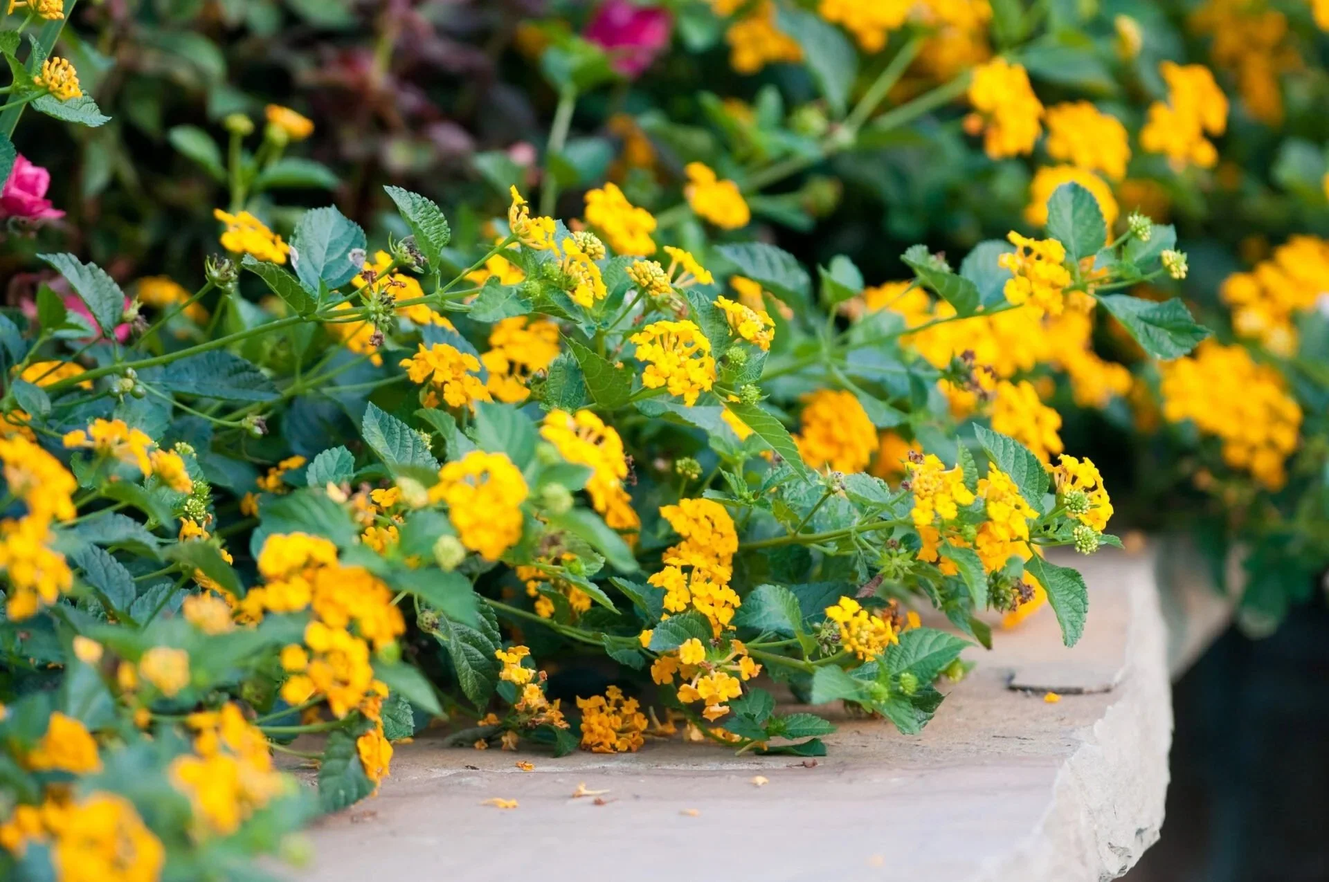 Drought-Resistant Flowers That Will Brighten Your Garden Through Summer