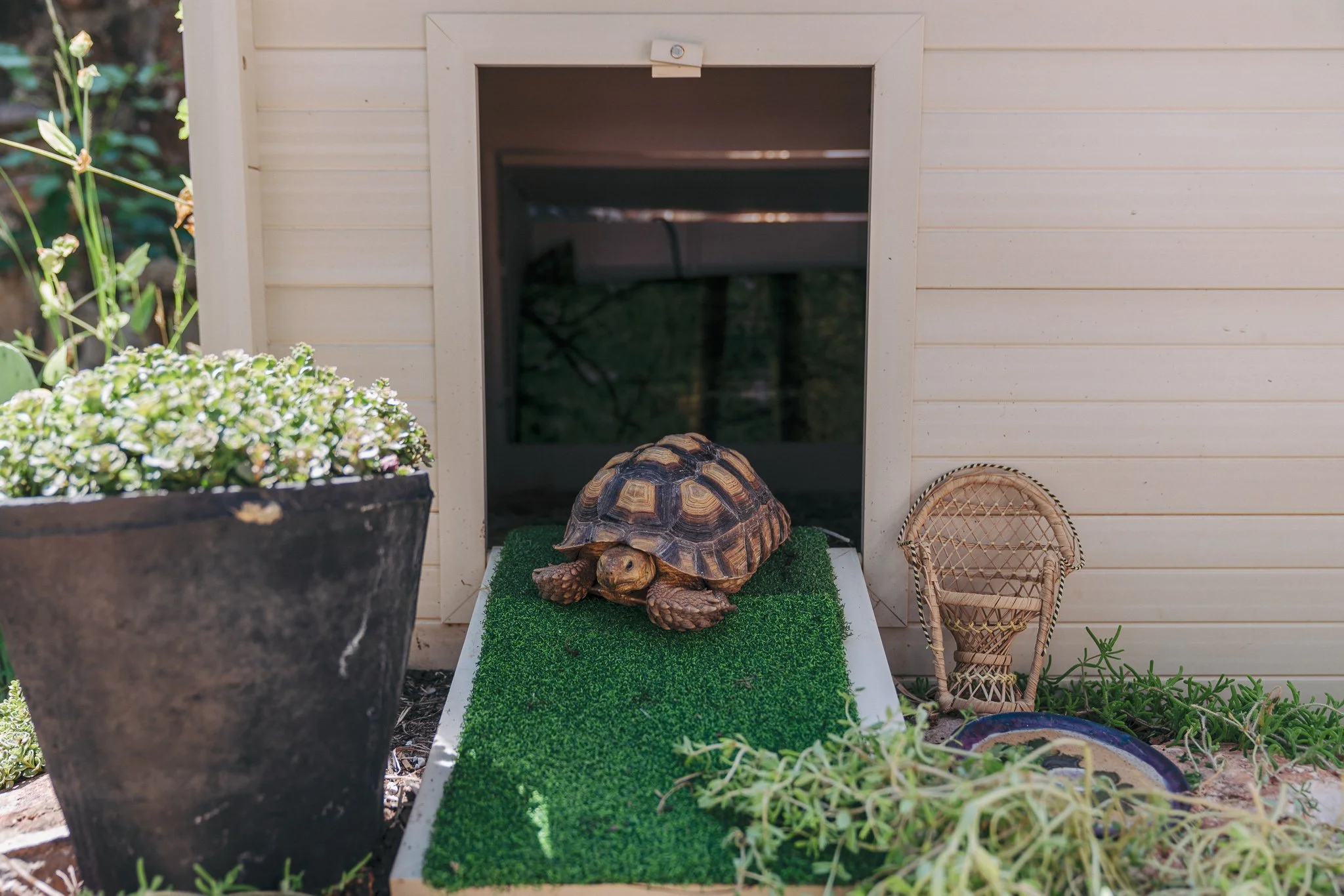 Tortoise emerging from a doghouse onto a turf-covered ramp, with a potted plant and small wicker chair nearby.