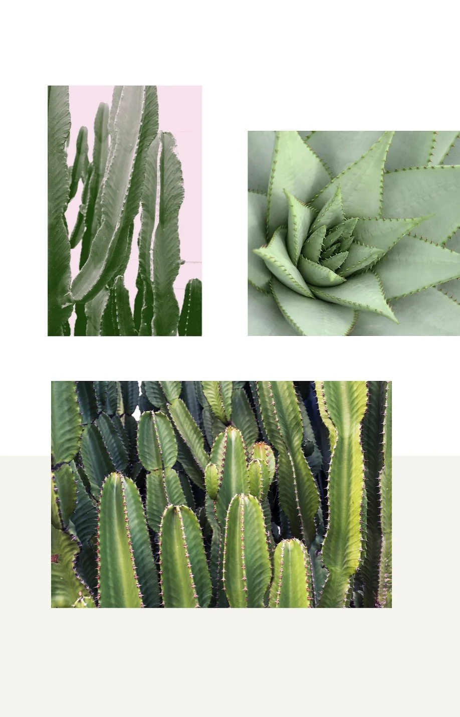 Collage with succulents and cacti; top left features tall thin cacti, top right shows close-up of a rosette succulent, and bottom depicts grouped round cacti with vertical ridges.