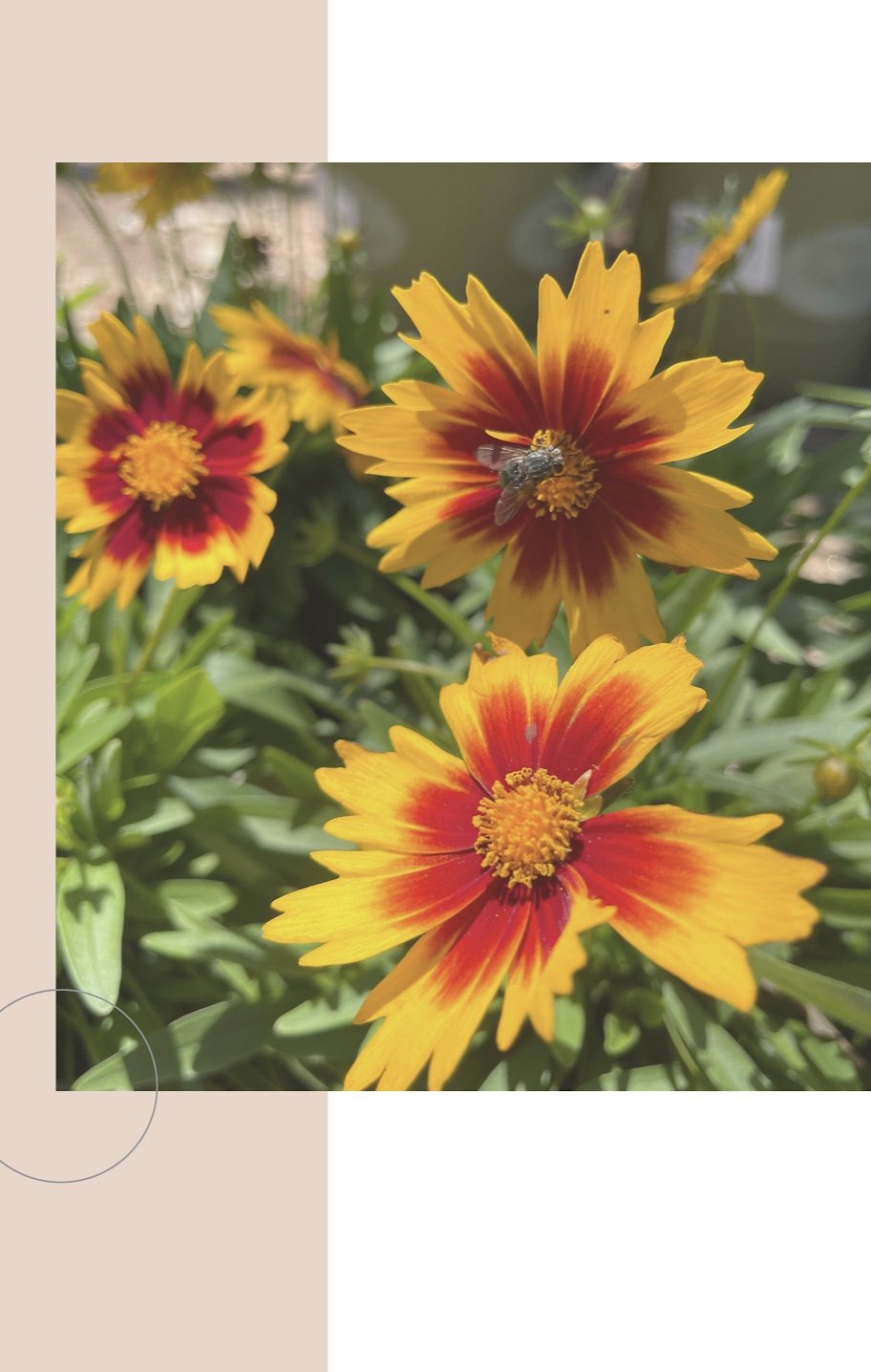 Yellow and red flowers with a bee on top.