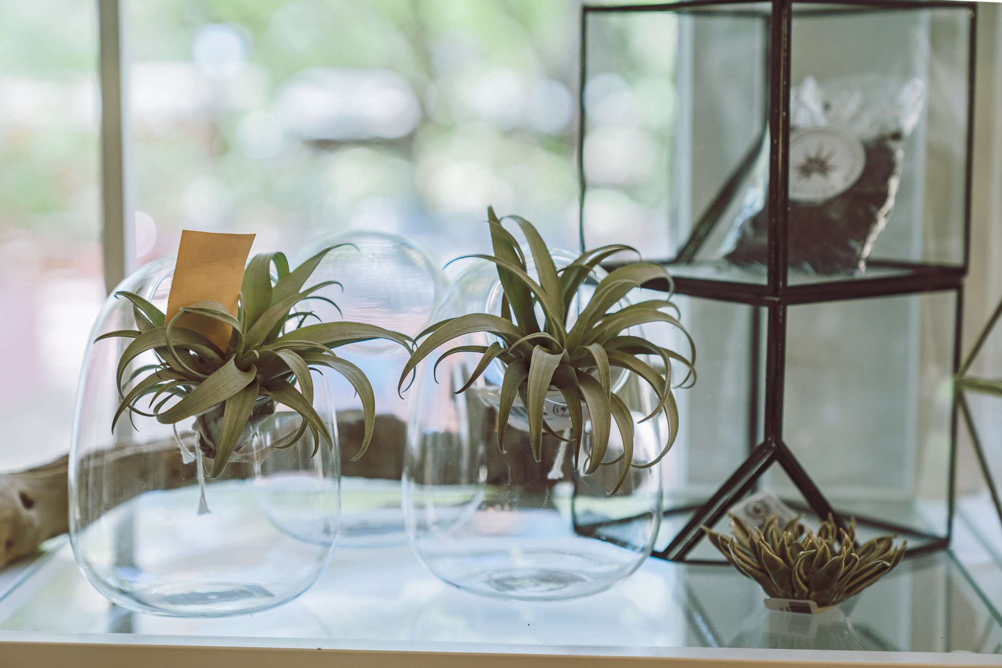 Indoor plants in glass terrariums near window, geometric shelf in background.