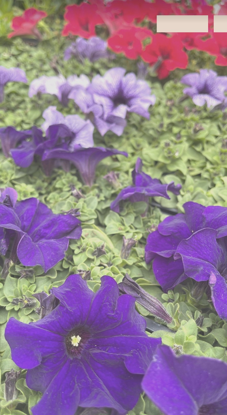 Purple and red petunia flowers in a garden bed.