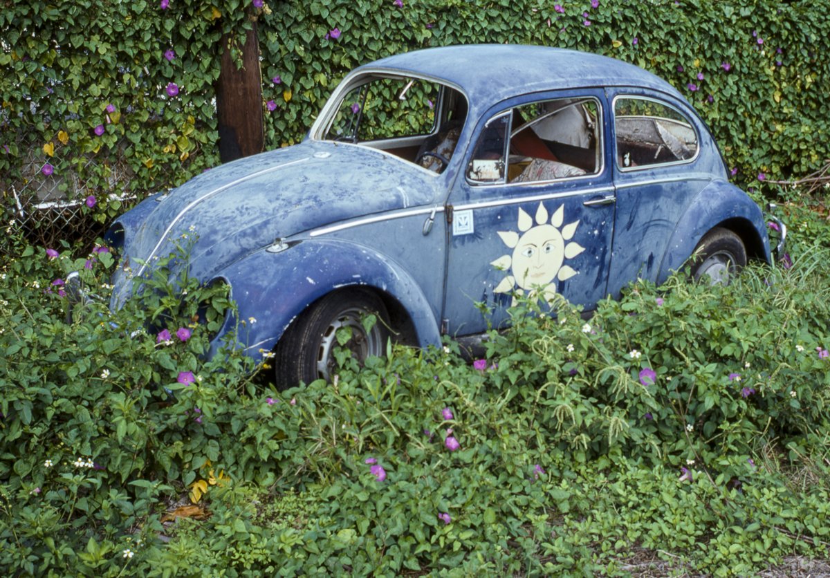 vw in flowers 2.jpg