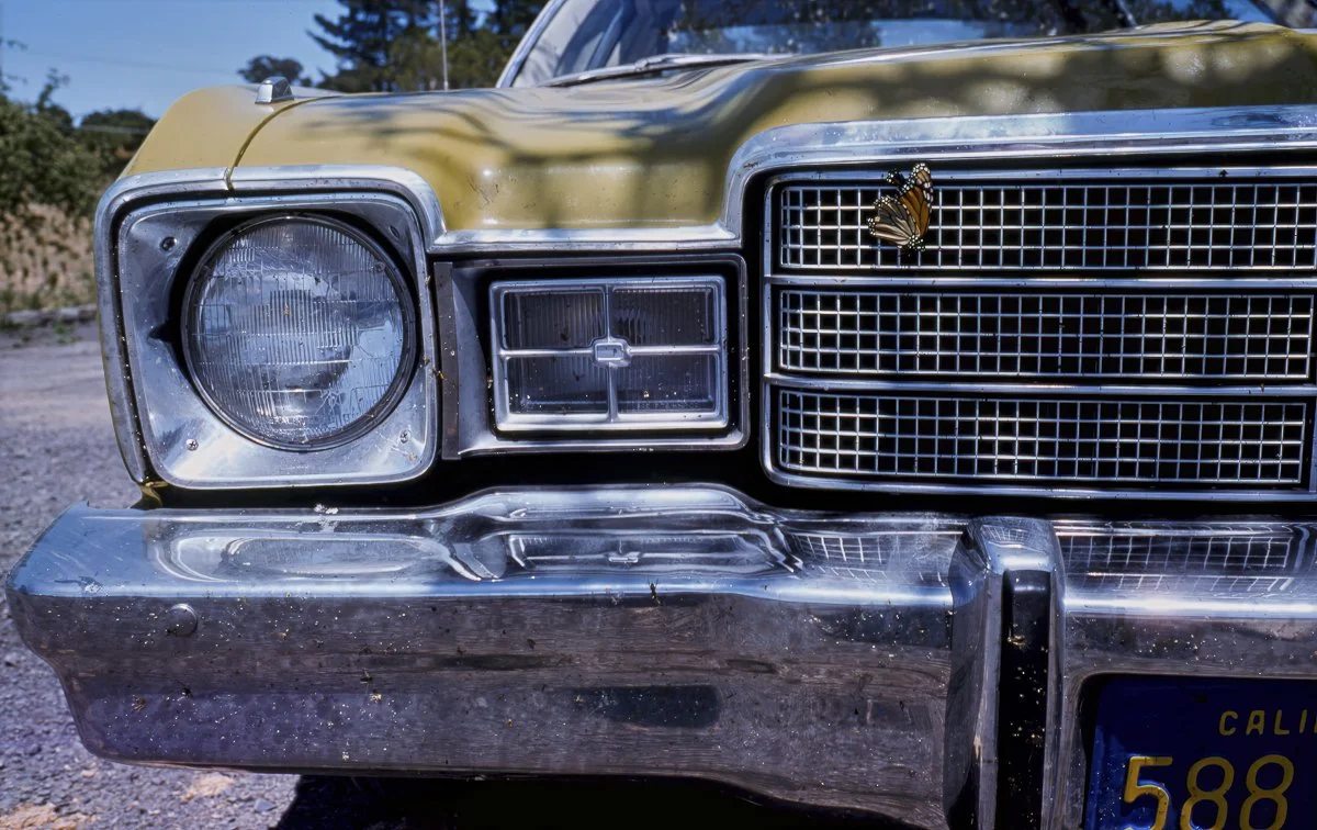 butterfly grill-topaz-sharpen-denoise-lighting-upscale-4416w.jpg