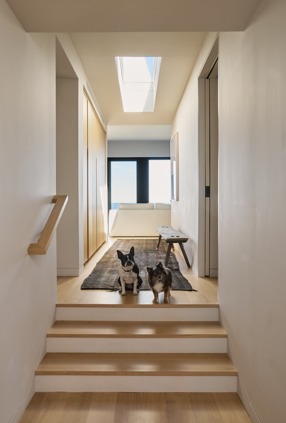 Hamptons Interior Design. Interior view of a modern home hallway with two dogs sitting on a rug, leading to a living area with a sofa and large window showing a view outside.