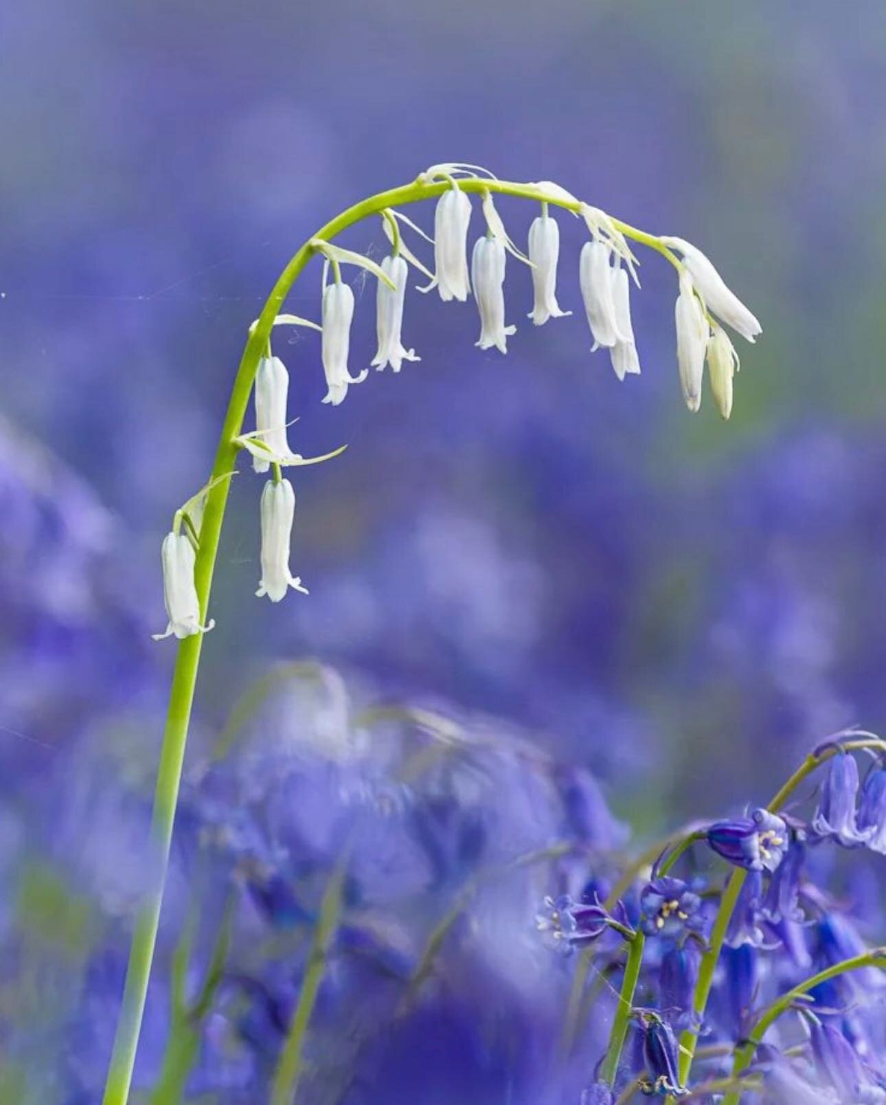 Please give @alan_dixon_naturephotography a follow this guy is so talented. He captured this gorgeous bluebell at Hockering. Our wood is open to the public until the end of this weekend. 

#norfolkwildlife #norfolkflowers #uk_wildlife_images #ukwildl