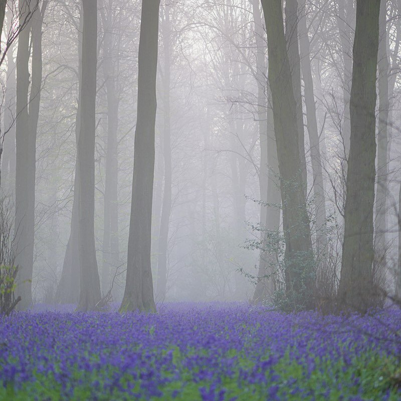 A stunning picture from @alan_dixon_naturephotography of our early morning bluebells. #hockeringwood #bluebells #naturalengland #ancientwoodland #england #naturephotography